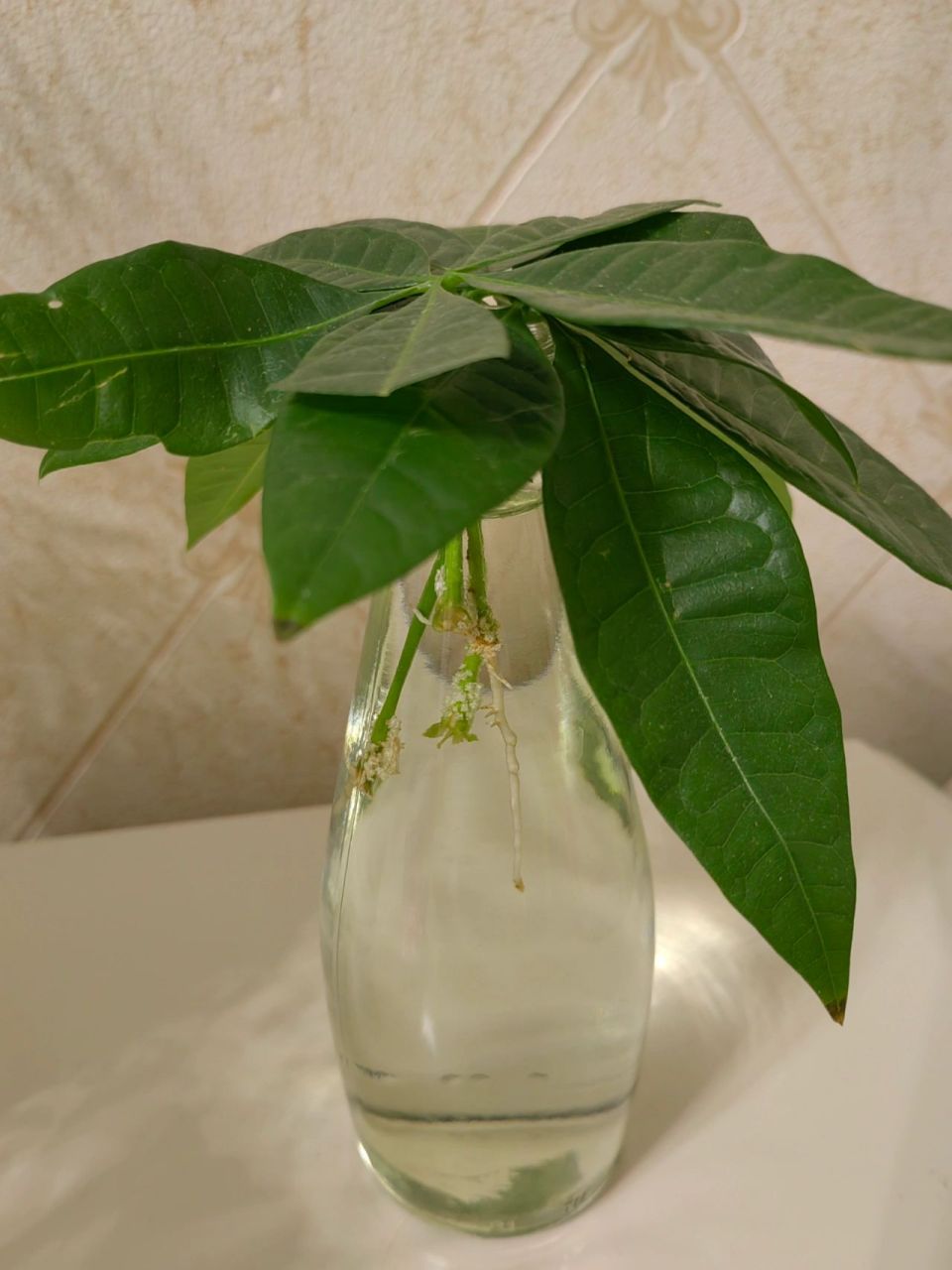 发财树扦插 水培两个月左右,今天转土培了,希望能长成小树吧