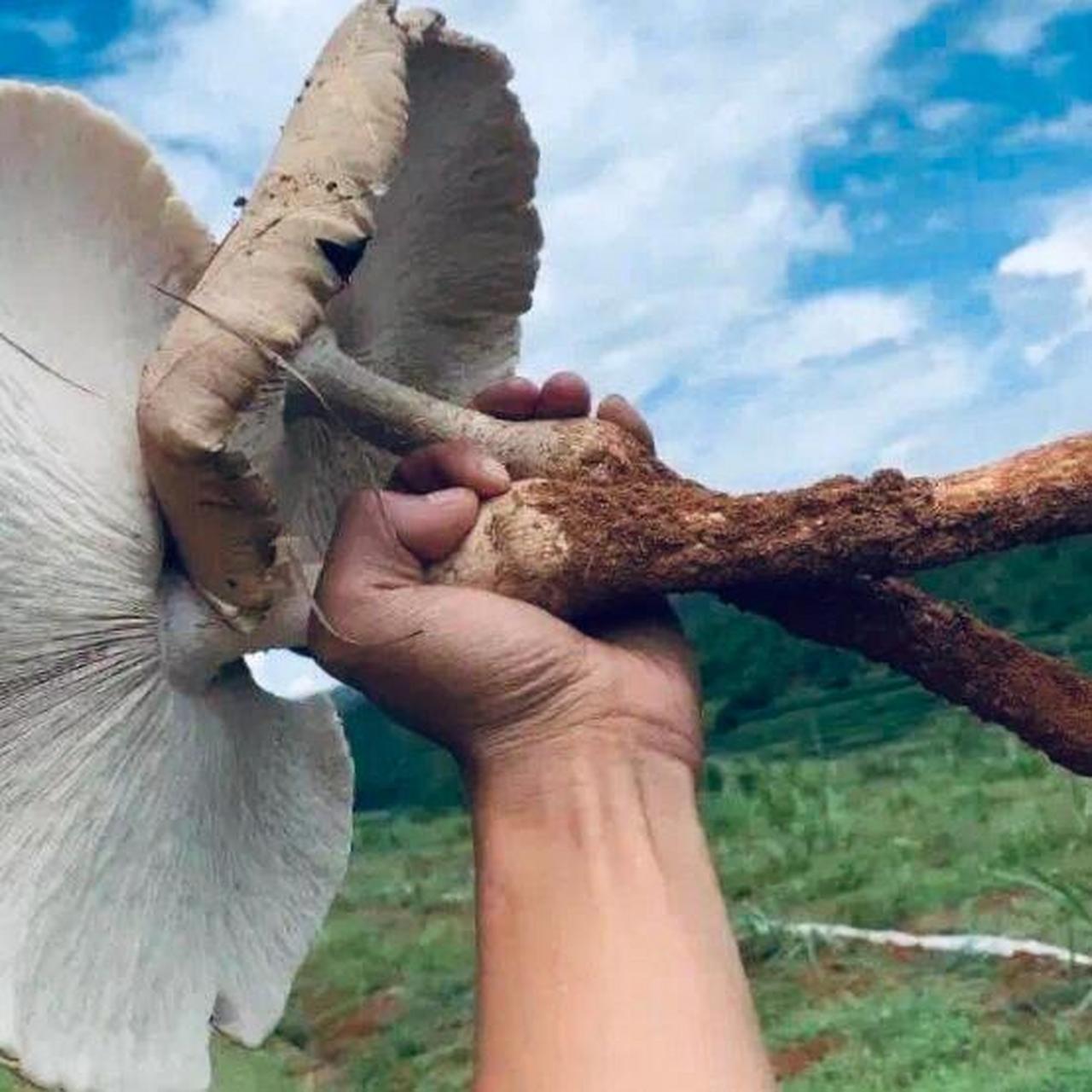 培育野生鸡枞菌主要难点是培育出白蚁与鸡枞菌共生巢作为种苗.