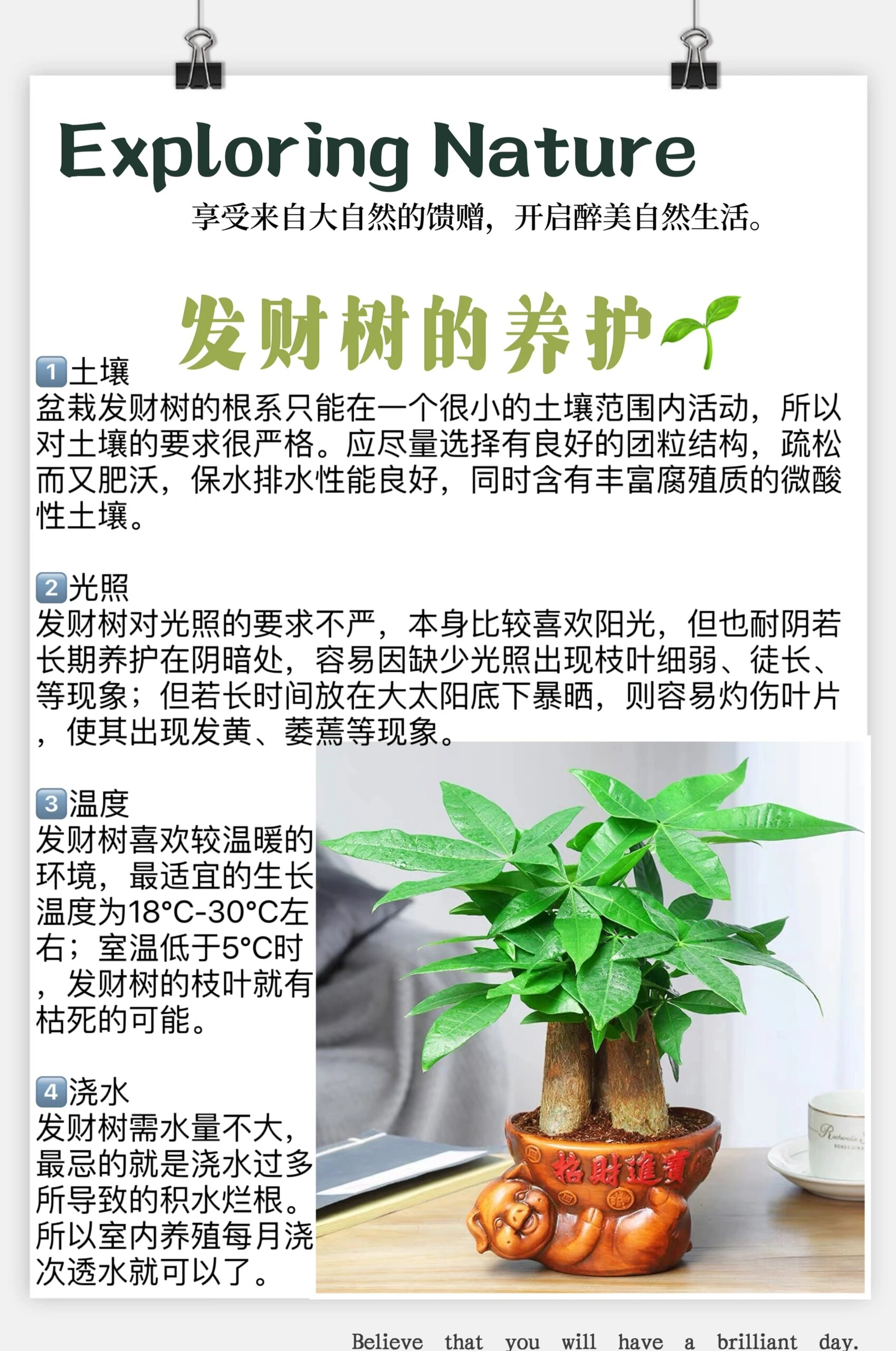 关于发财树的养护这几点你做到了吗?