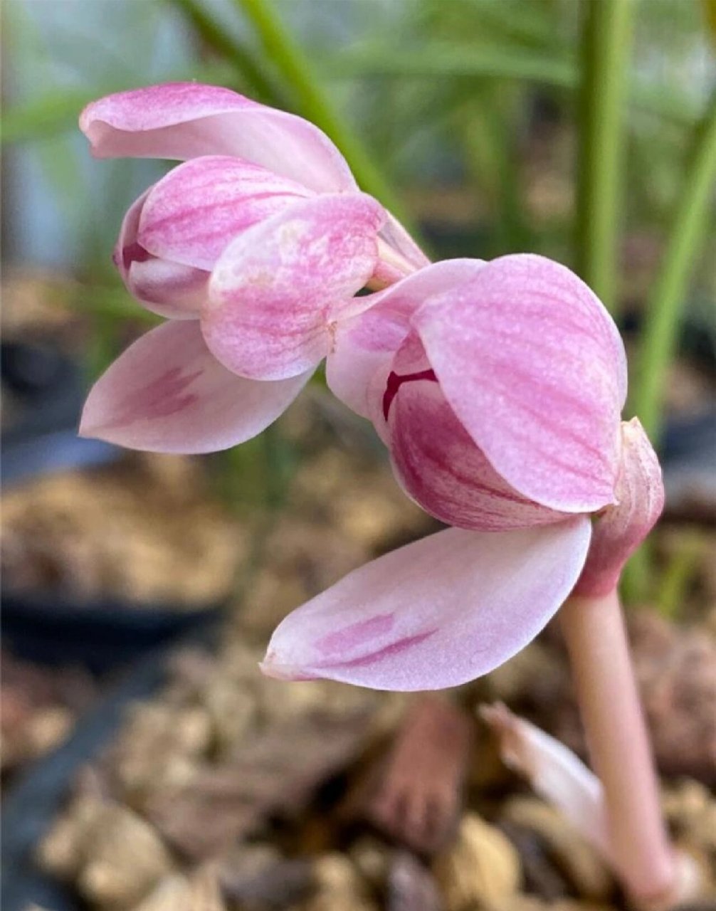 莲瓣兰 粉荷 粉荷,开的非常粉,与大家分享,此花欣赏价值非常不错!粉荷