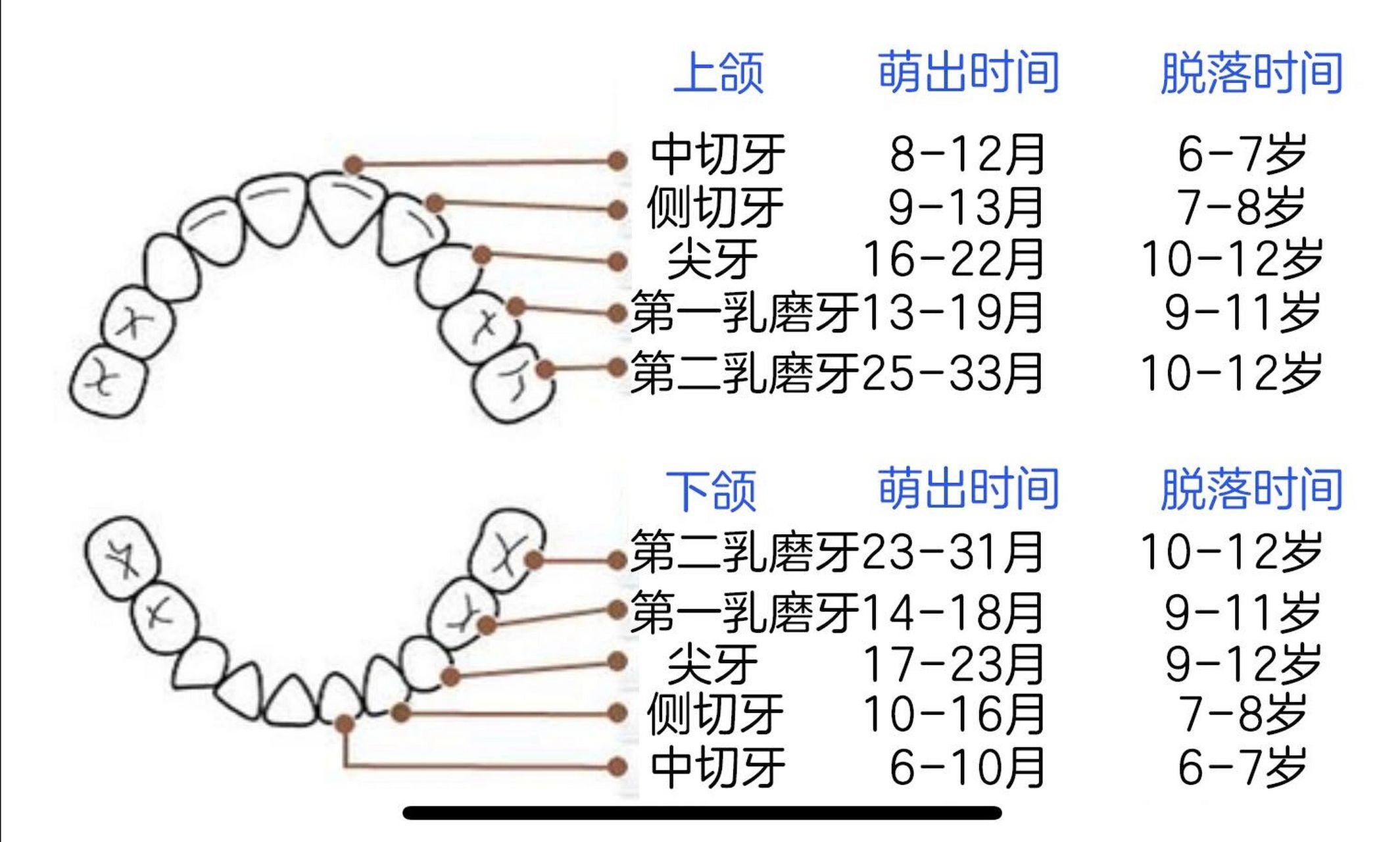 乳牙标记法ABCD图片