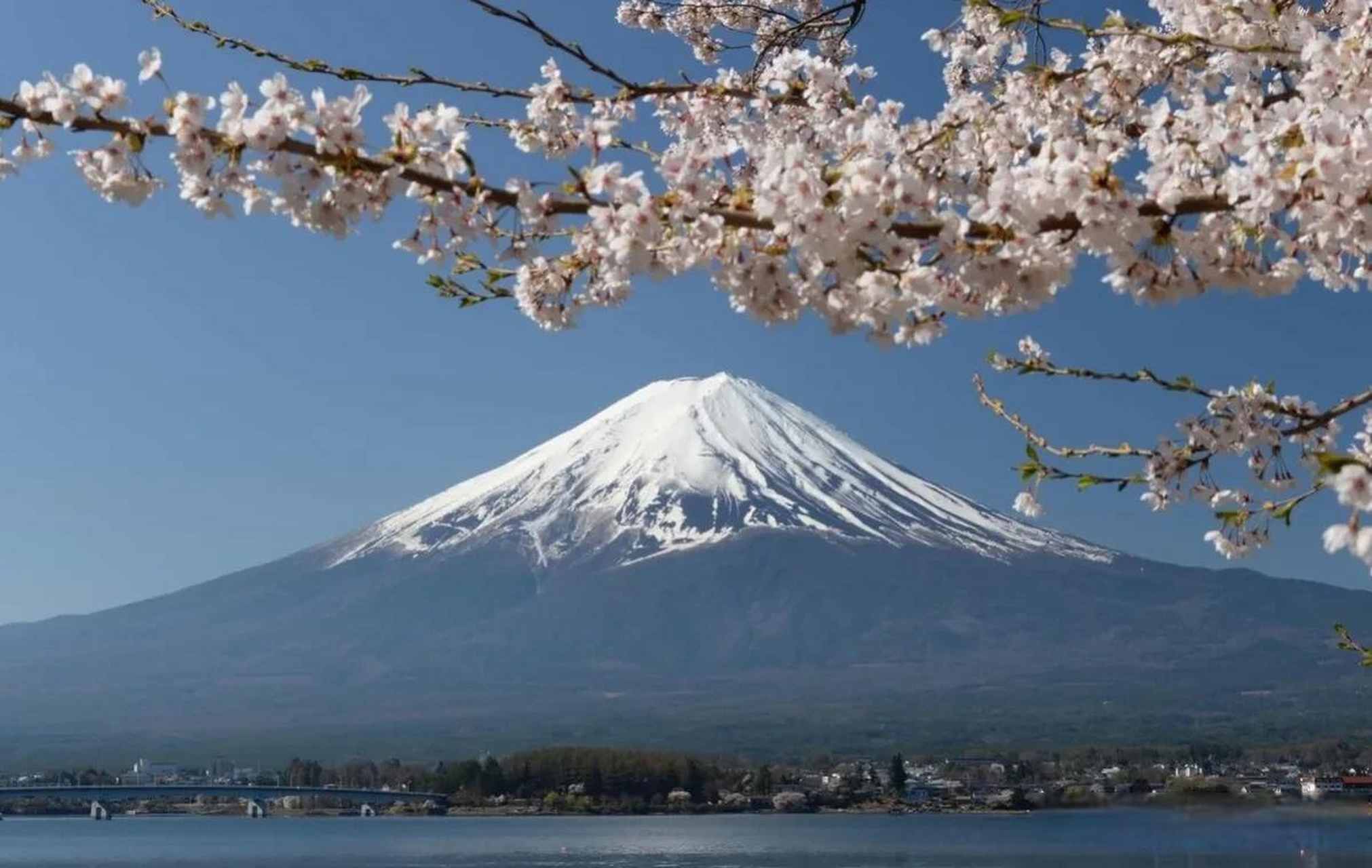 当地时间2023年4月10日,日本山梨县富士河口湖町,河口湖边樱花盛放,与