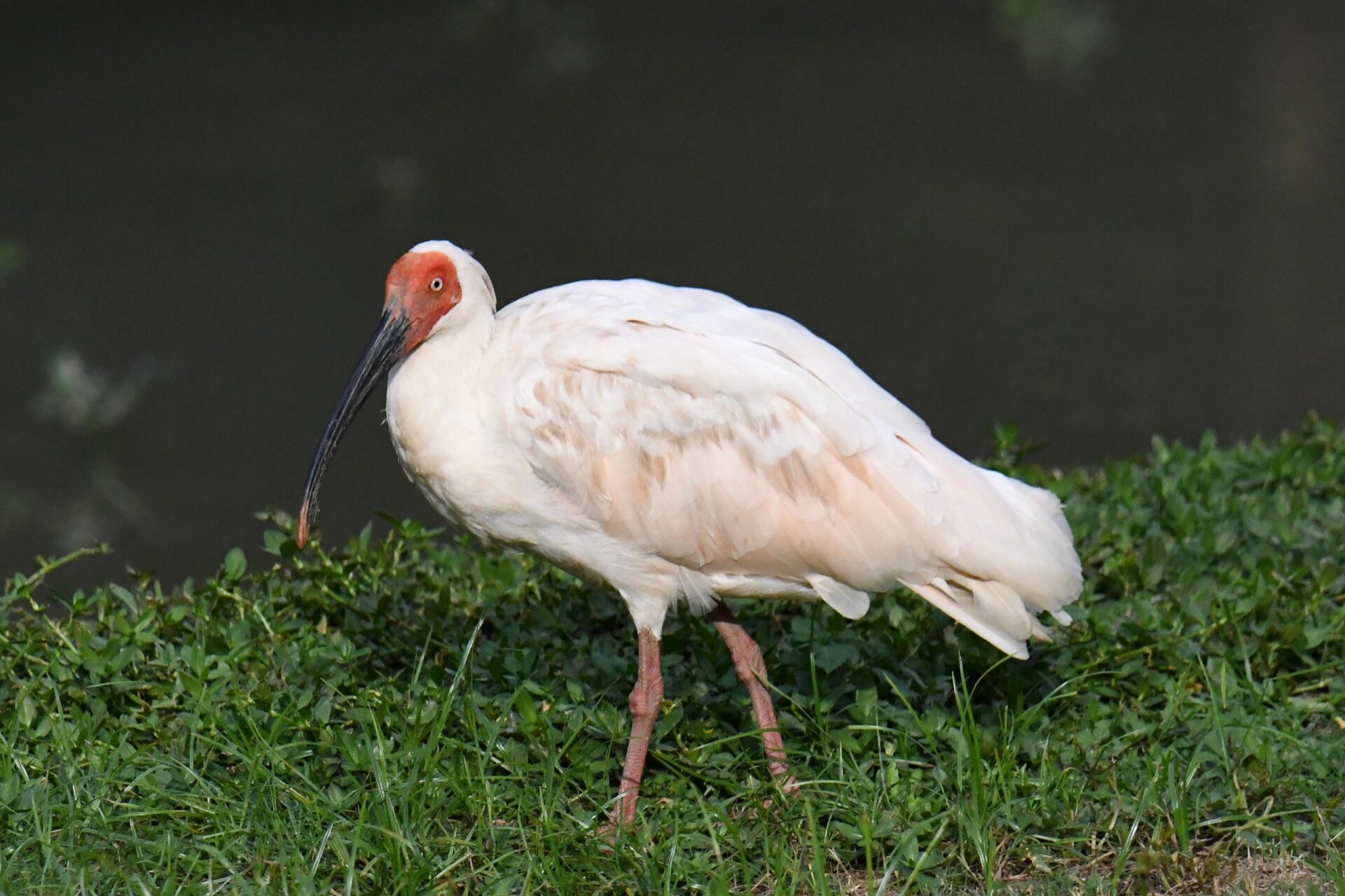 到达洋县之后导航去朱鹮生态园,下午六点关门,门票40元,里面有观鸟台