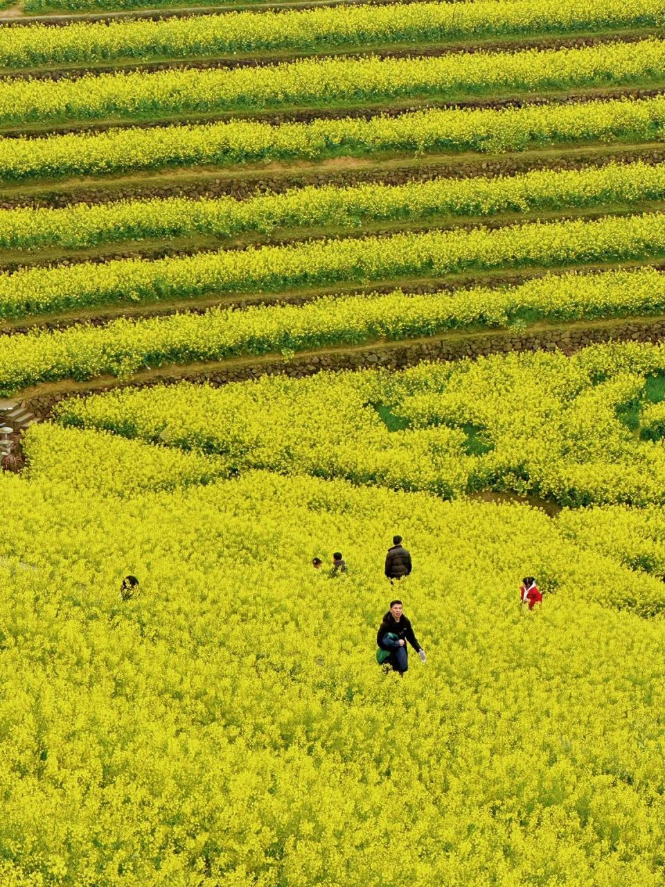 富阳油菜花赏花攻略:黑山顶 东梓关 98阳春三月,杭州富阳的油菜花也
