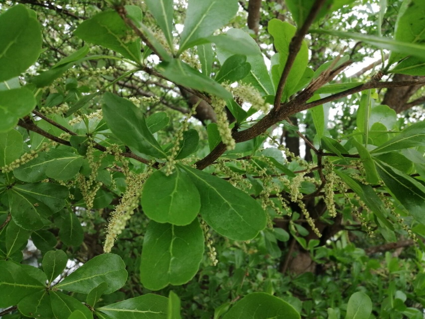 小叶榄仁 小叶榄仁(学名:terminalia neotaliala capuron)是使君子科