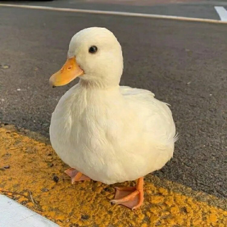 萌宠头像|可爱的小动物最能治愈人心啦 嗨嗨嗨俺又回来啦 这次准备了