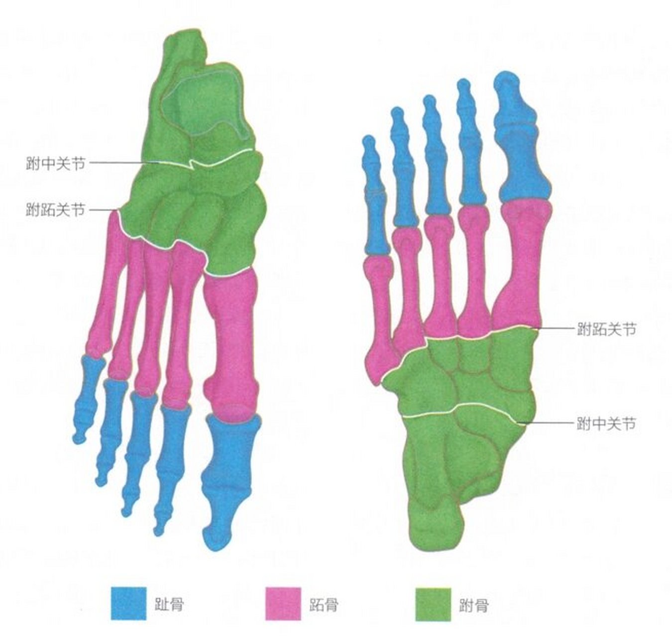 足部运动生理解剖(区域划分)  	 跗骨组成了后足(跟骨和距骨)与中足