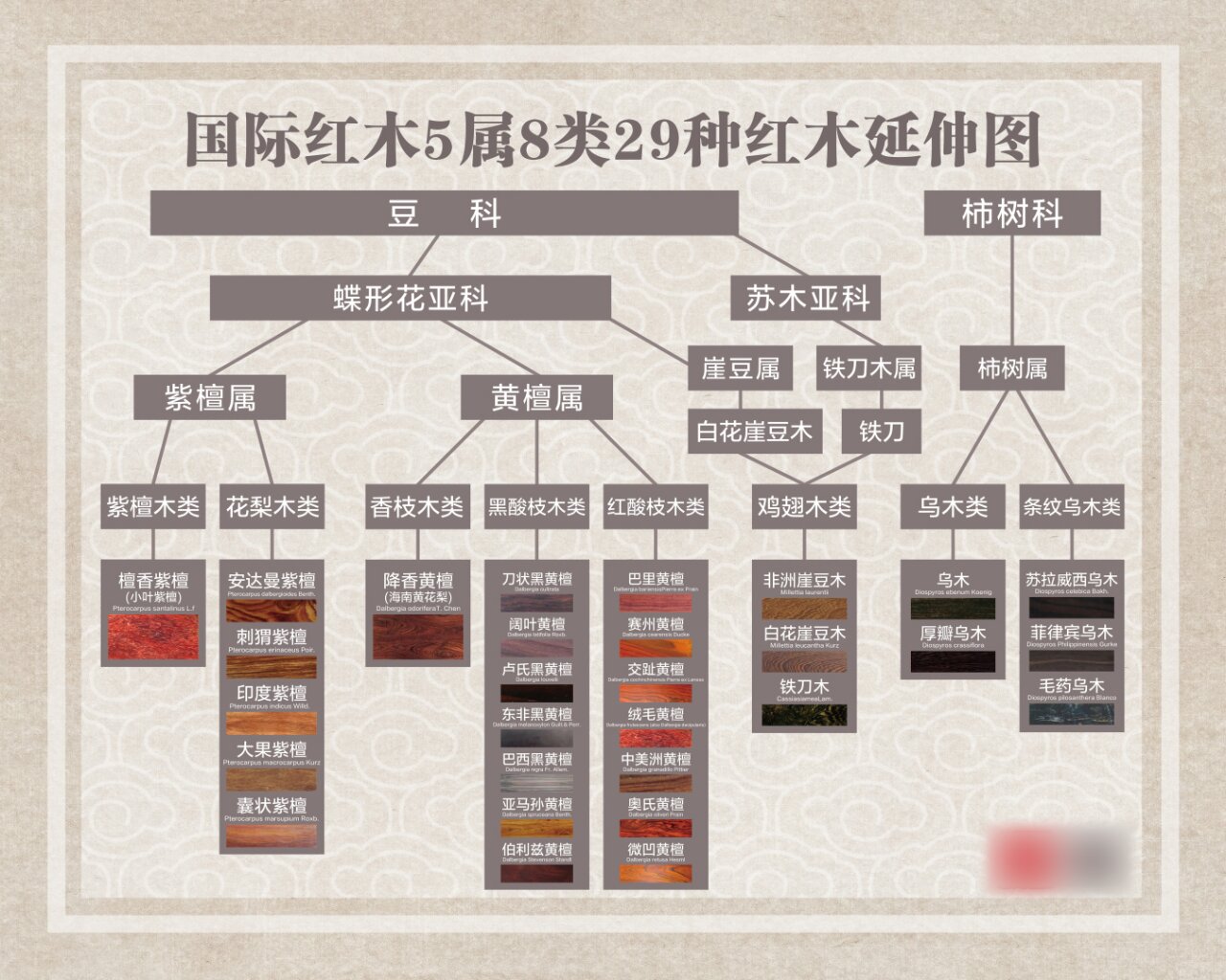 五属八类三十三种木材图片