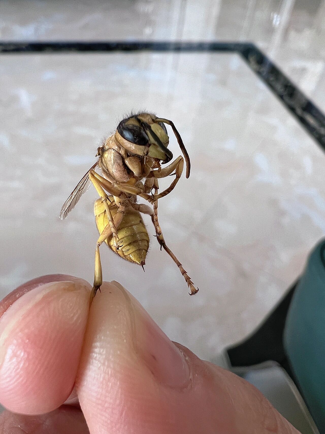 这是大黄蜂?还是马蜂?