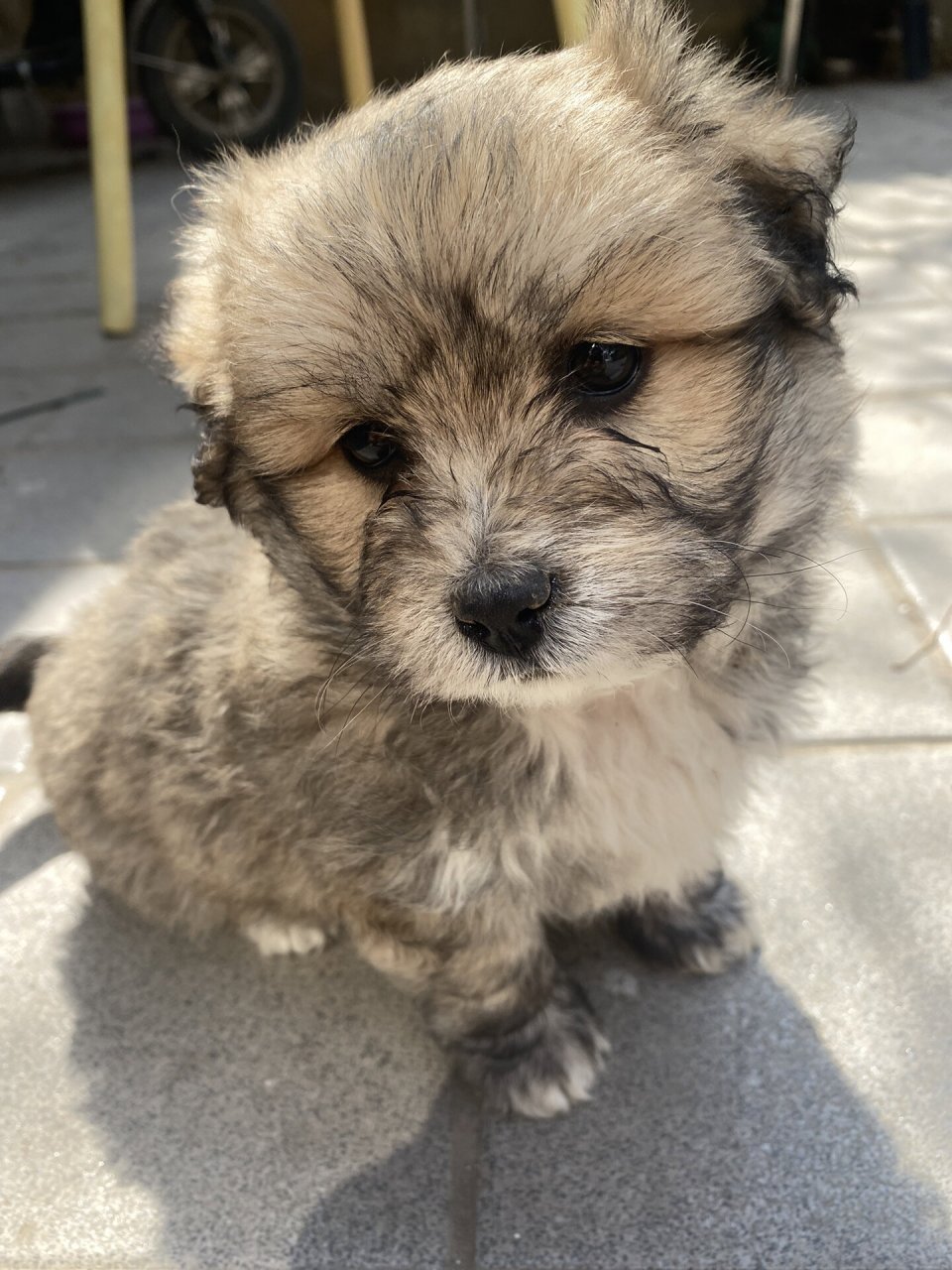 谁能想到中华田园犬和比熊的孩子长这样?