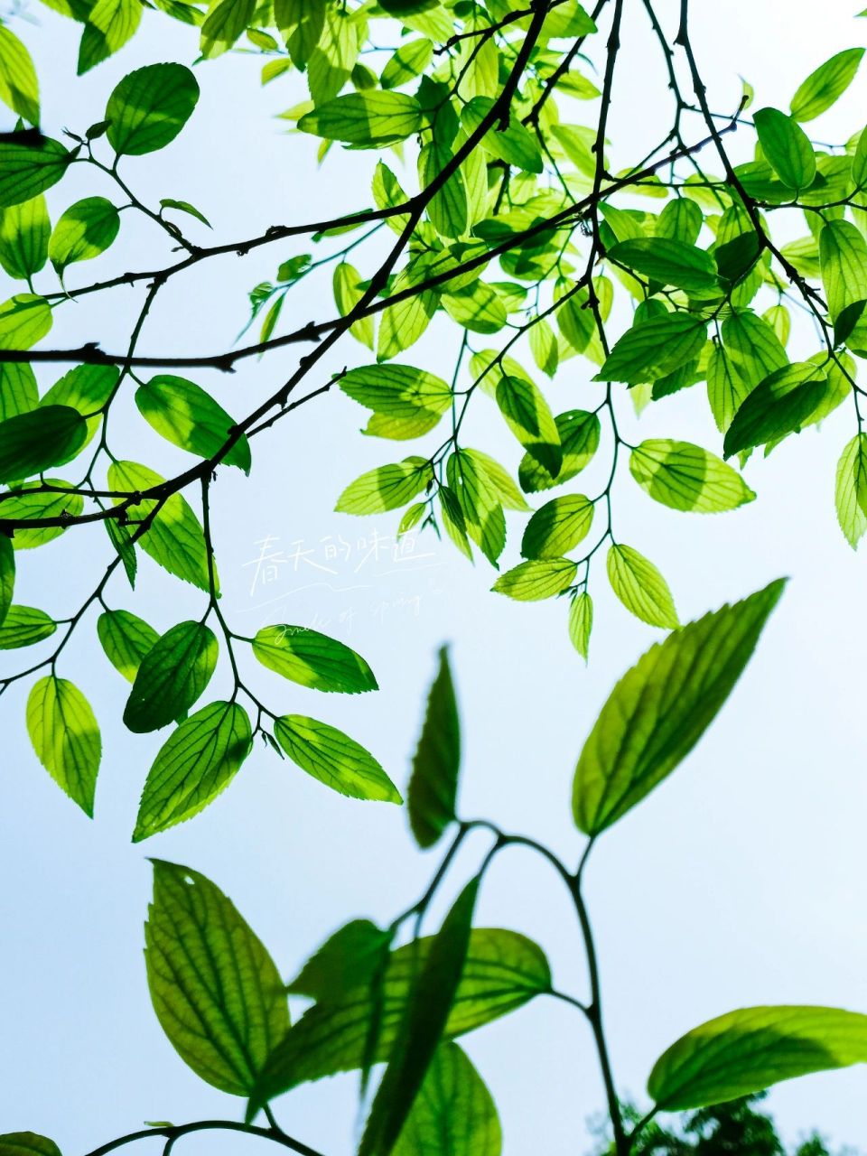 "绿色"是春天最美的文案 绿色是春天最美的颜色.