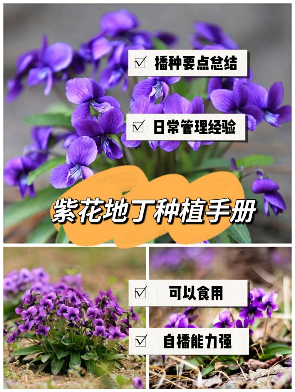 野菜怎样种植(野菜种植前景好的品种)