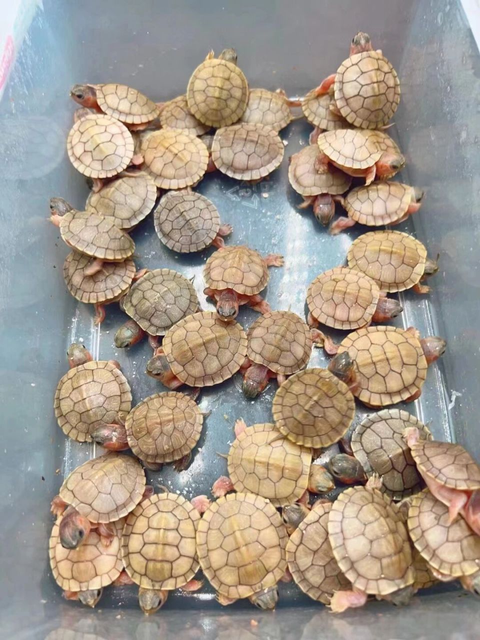 变异巴西龟,黄金果冻品种刚出生的干苗未下水
