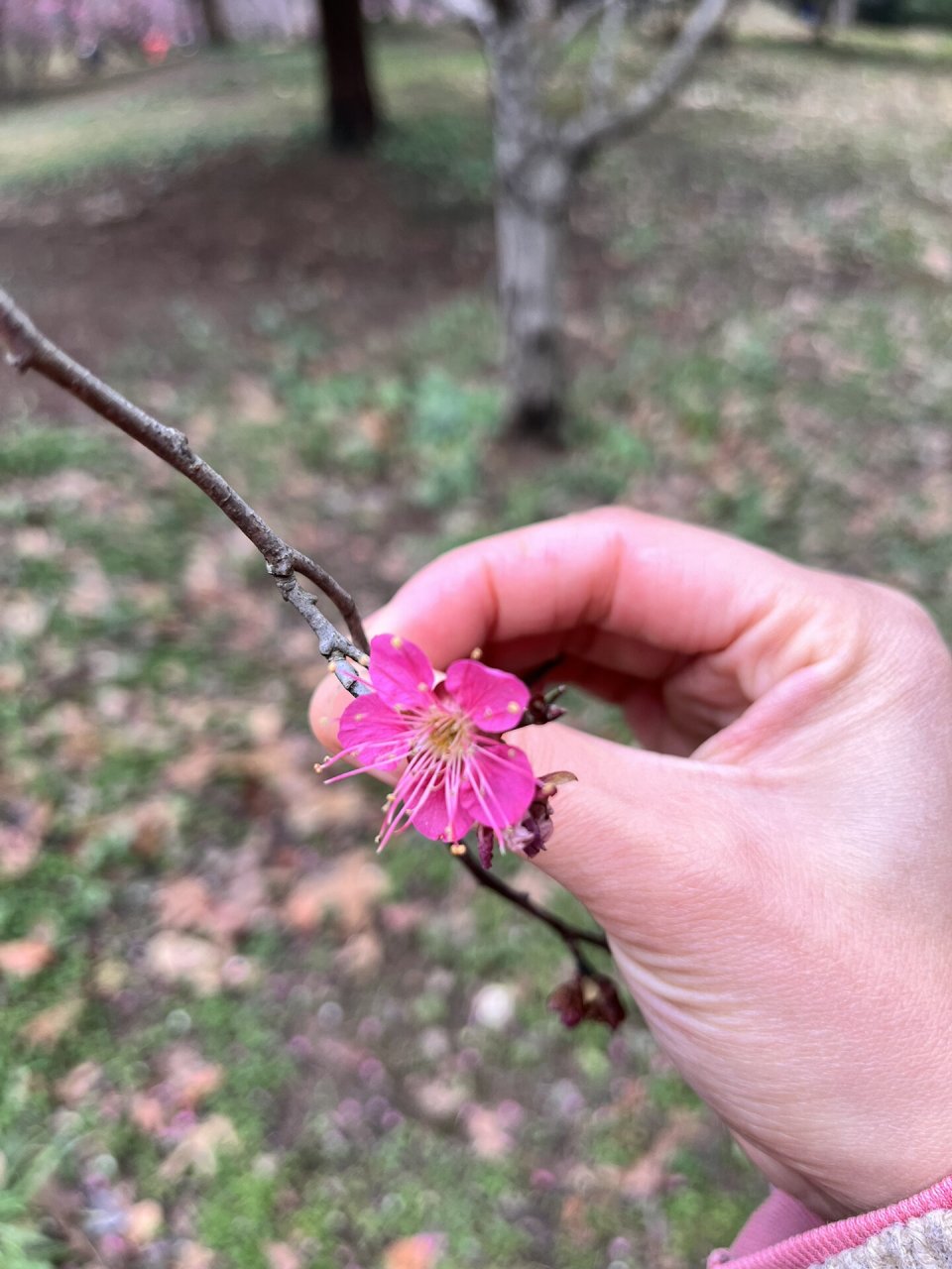 舞朱砂梅花图片