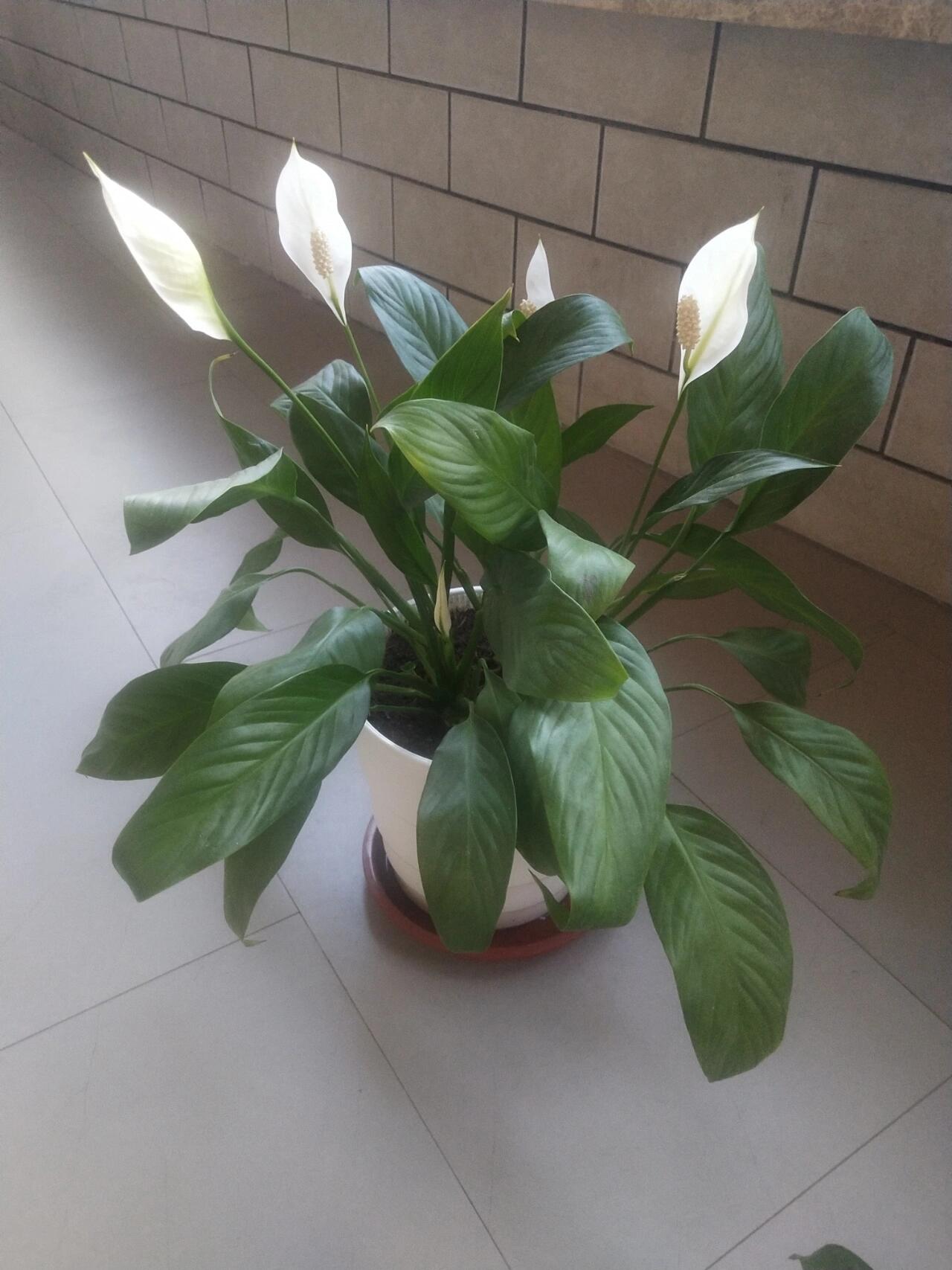 一帆风顺分株