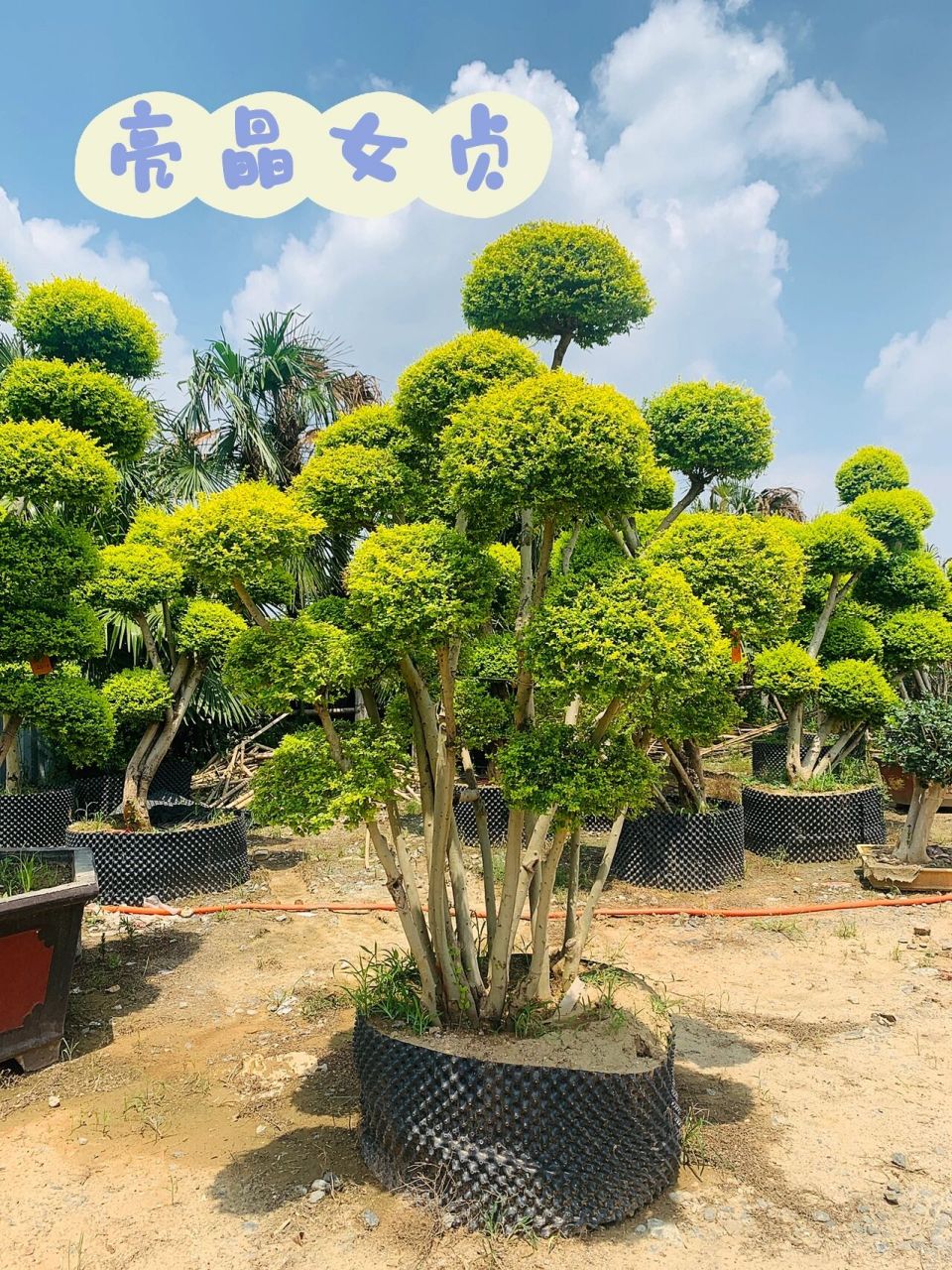 亮晶女贞,太阳下更漂亮哦 亮晶女贞又叫亮金女贞.