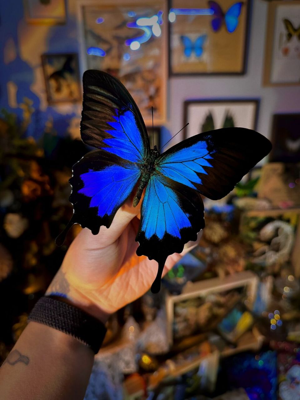 天堂凤蝶·来自天堂的使者03 天堂凤蝶(学名:papilio ulysses)翅展