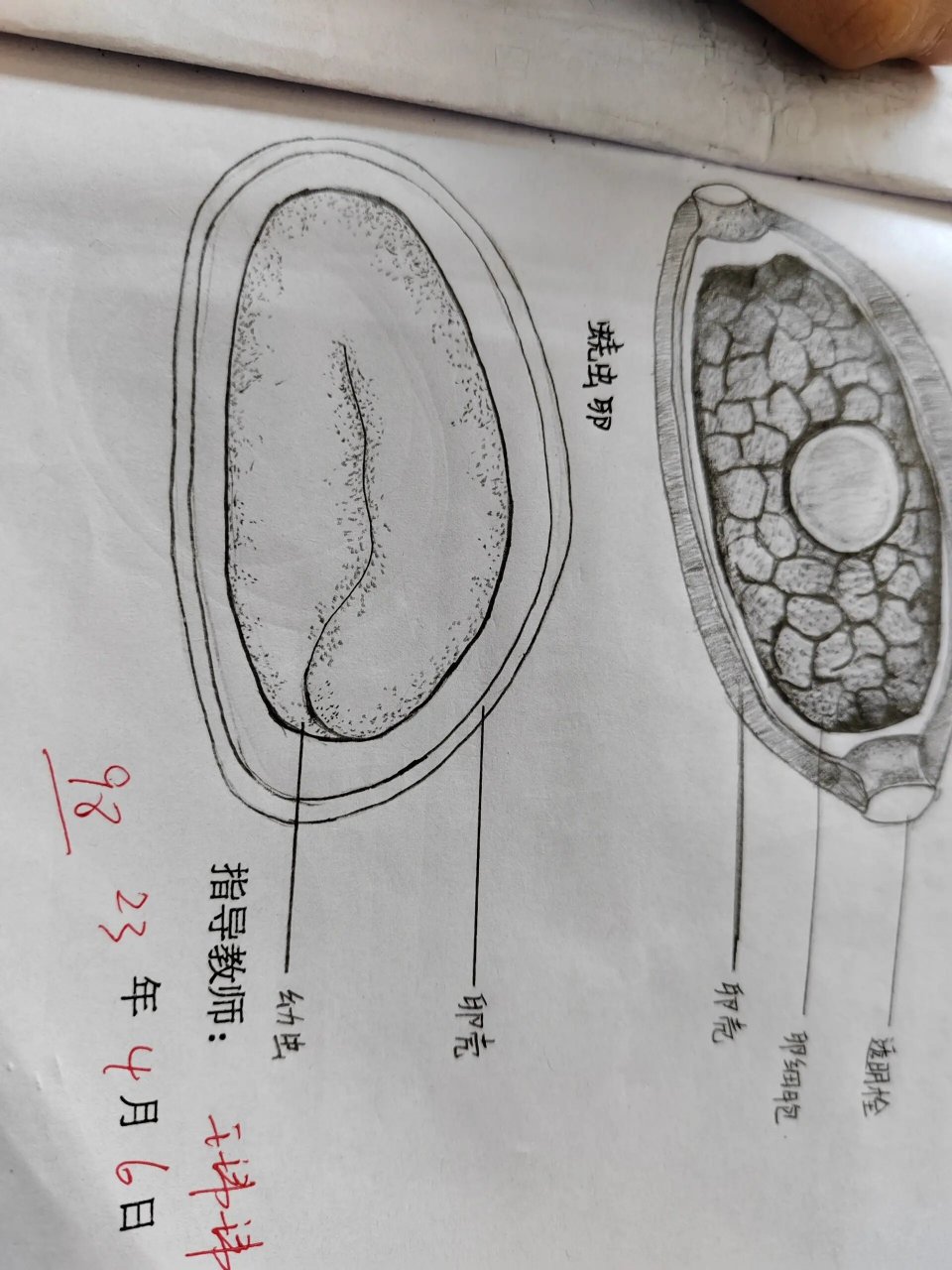 蛲虫卵 铅笔图片