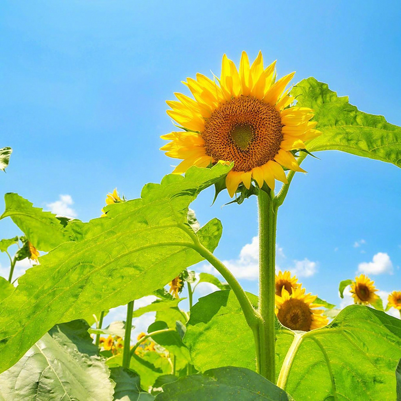 沐浴盛夏阳光的向日葵979797#向日葵# #摄影美图分享#   (via.