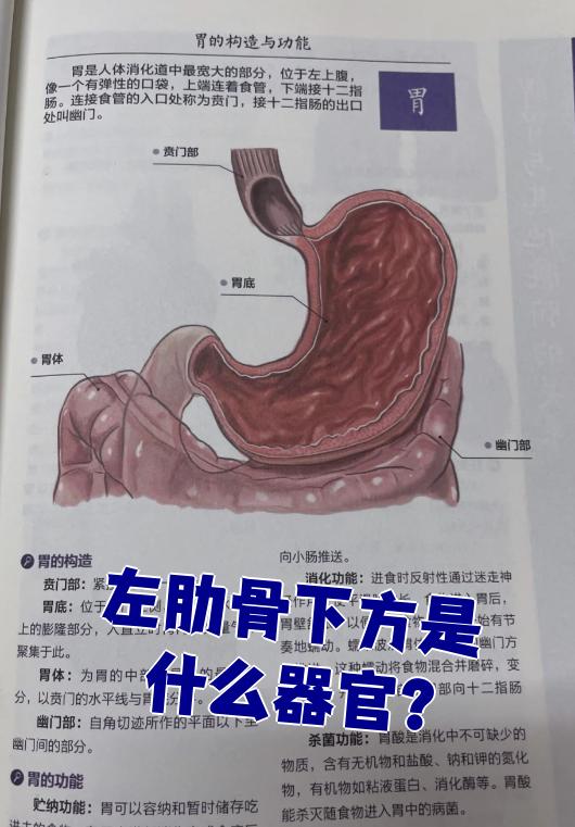 左肋骨下方主要有脾脏和胃这两个重要器官