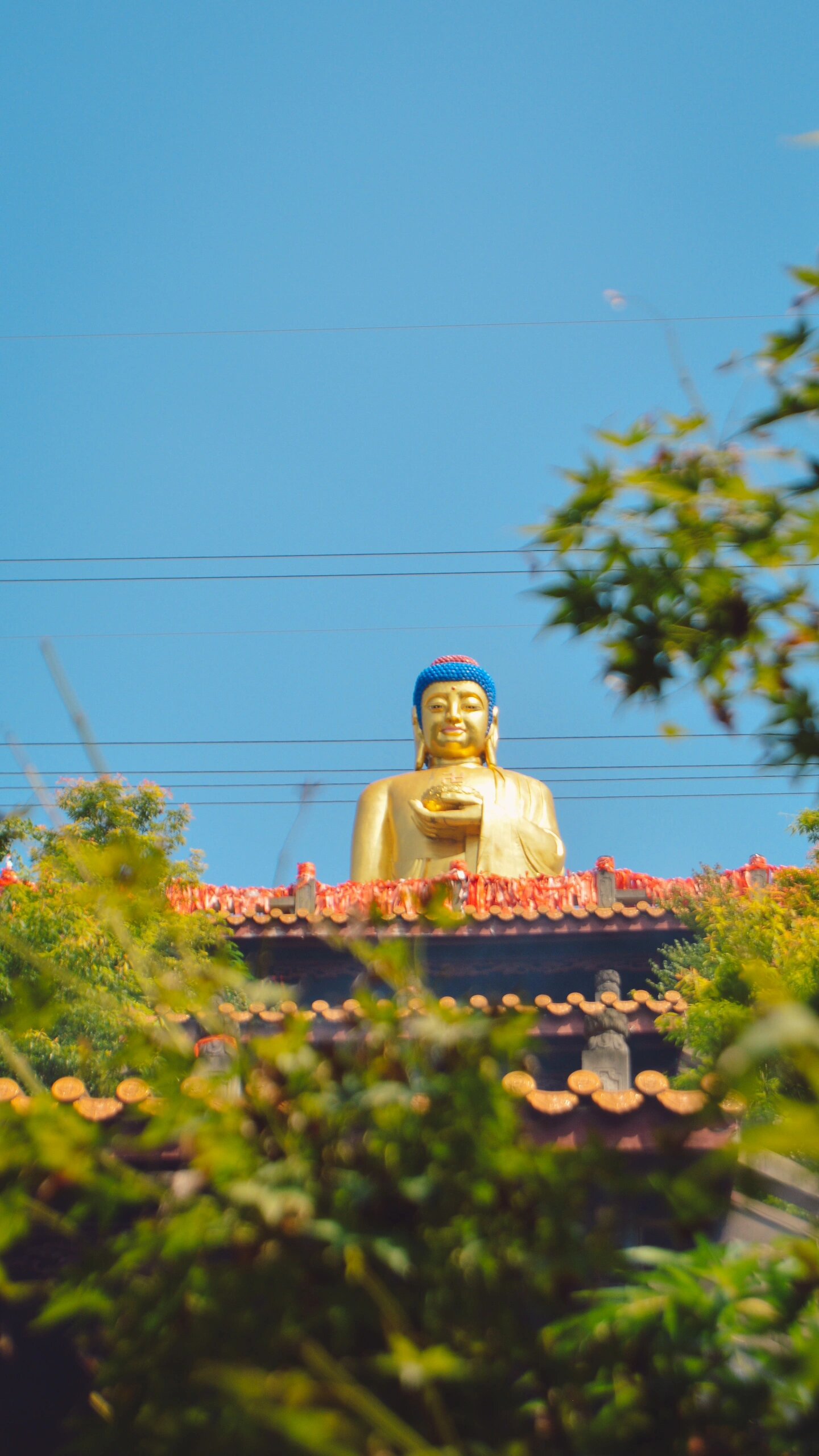 新津花源镇发展潜力图片