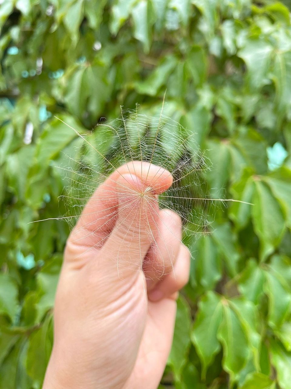 巨型蒲公英开了～婆罗门参 去年1月种的婆罗门参9号开的花,今天终于长