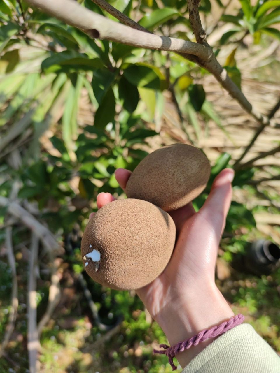 人心果怎么吃 家里人说这个叫人参果,网上查是#人心果 ,有姐妹知道