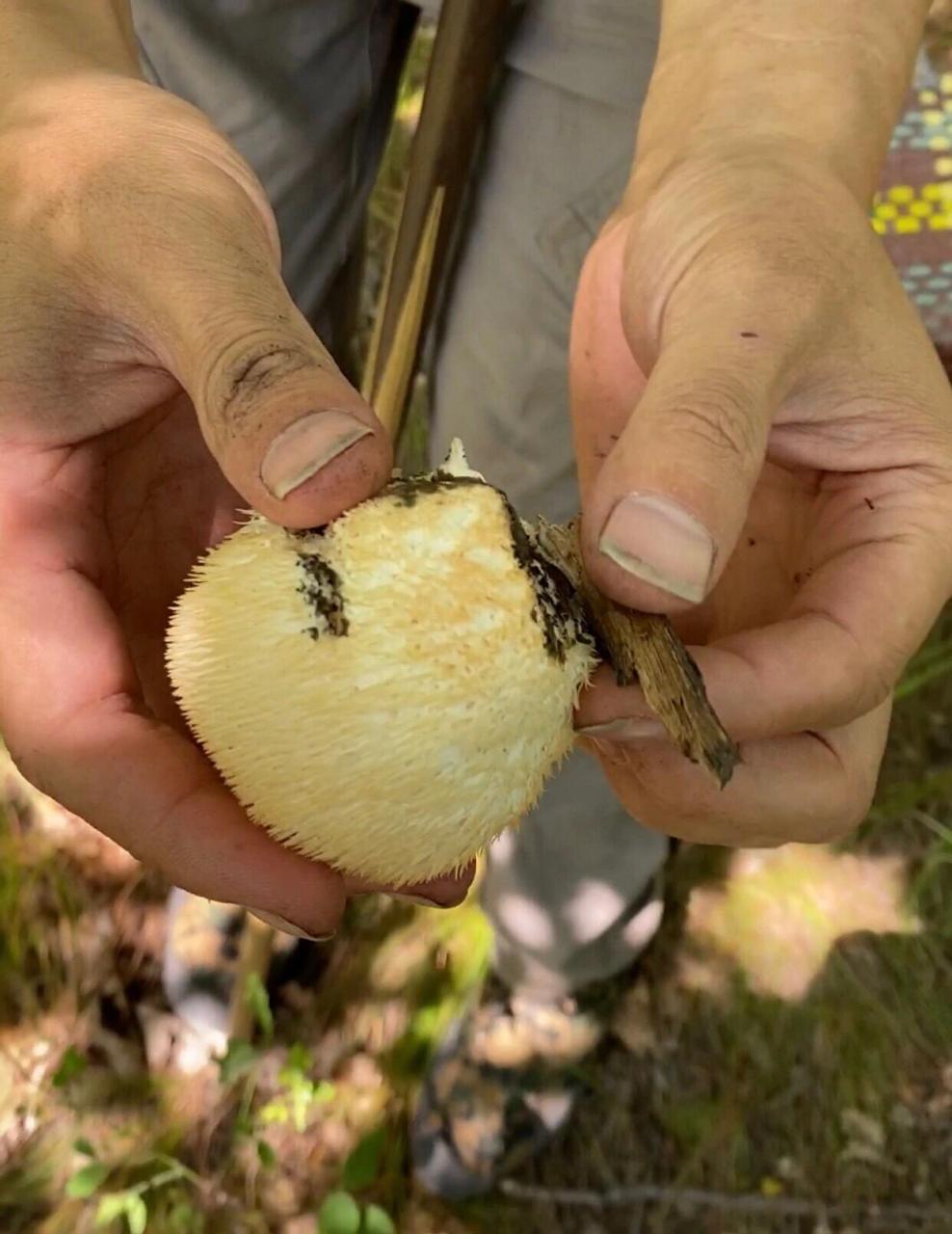 猴头与鱼翅,熊掌,燕窝并誉为四大名菜. 猴头菇性平,味甘.