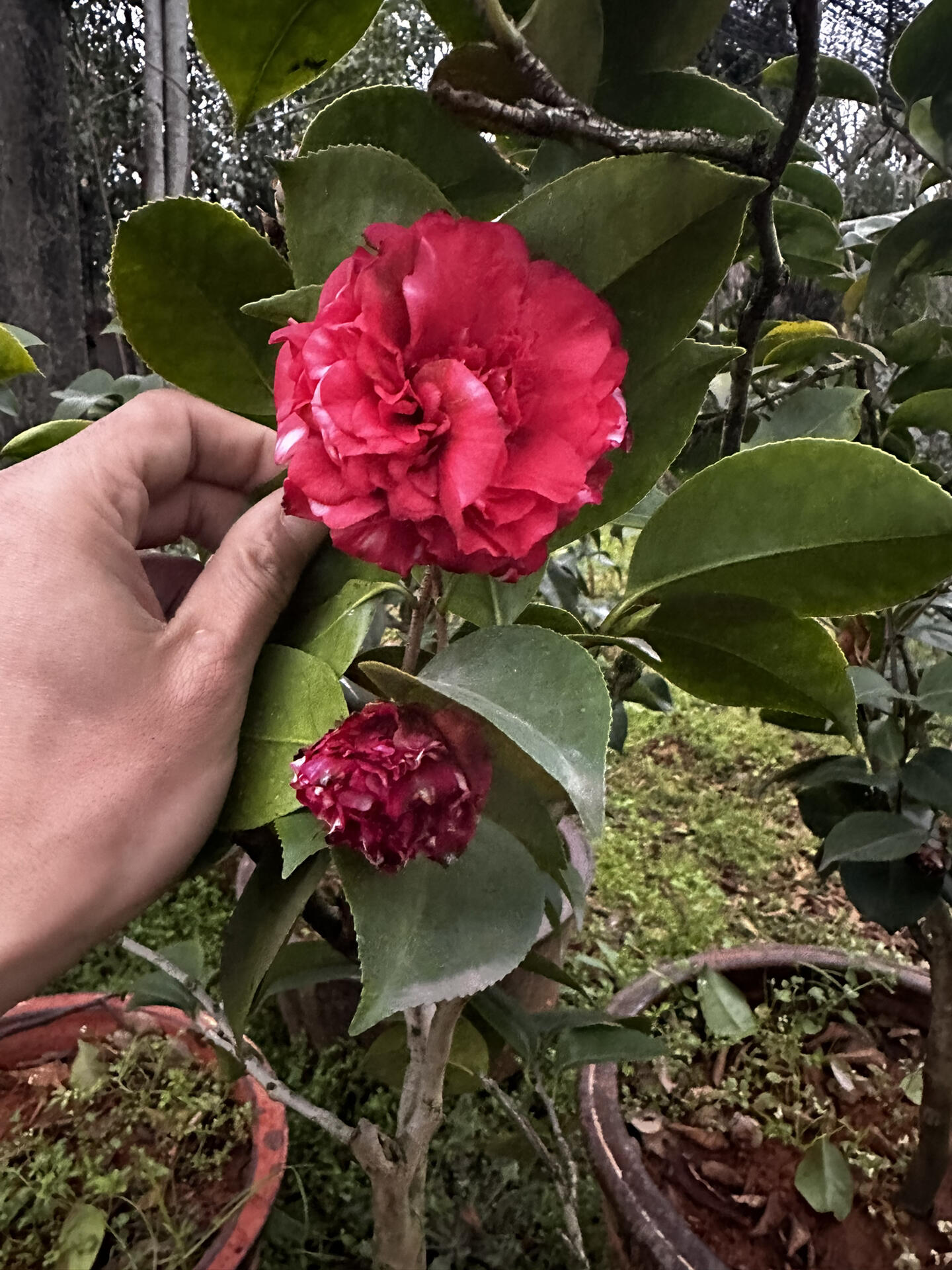 茶花来了 花佛鼎 珍惜老品种茶花