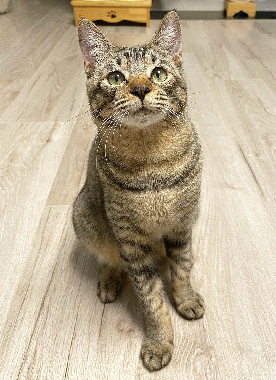 pupu是中华雀猫,全身原始色,脸部及四肢狸花纹