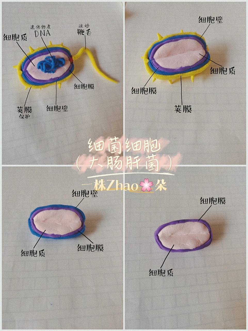💐细菌细胞模型💐