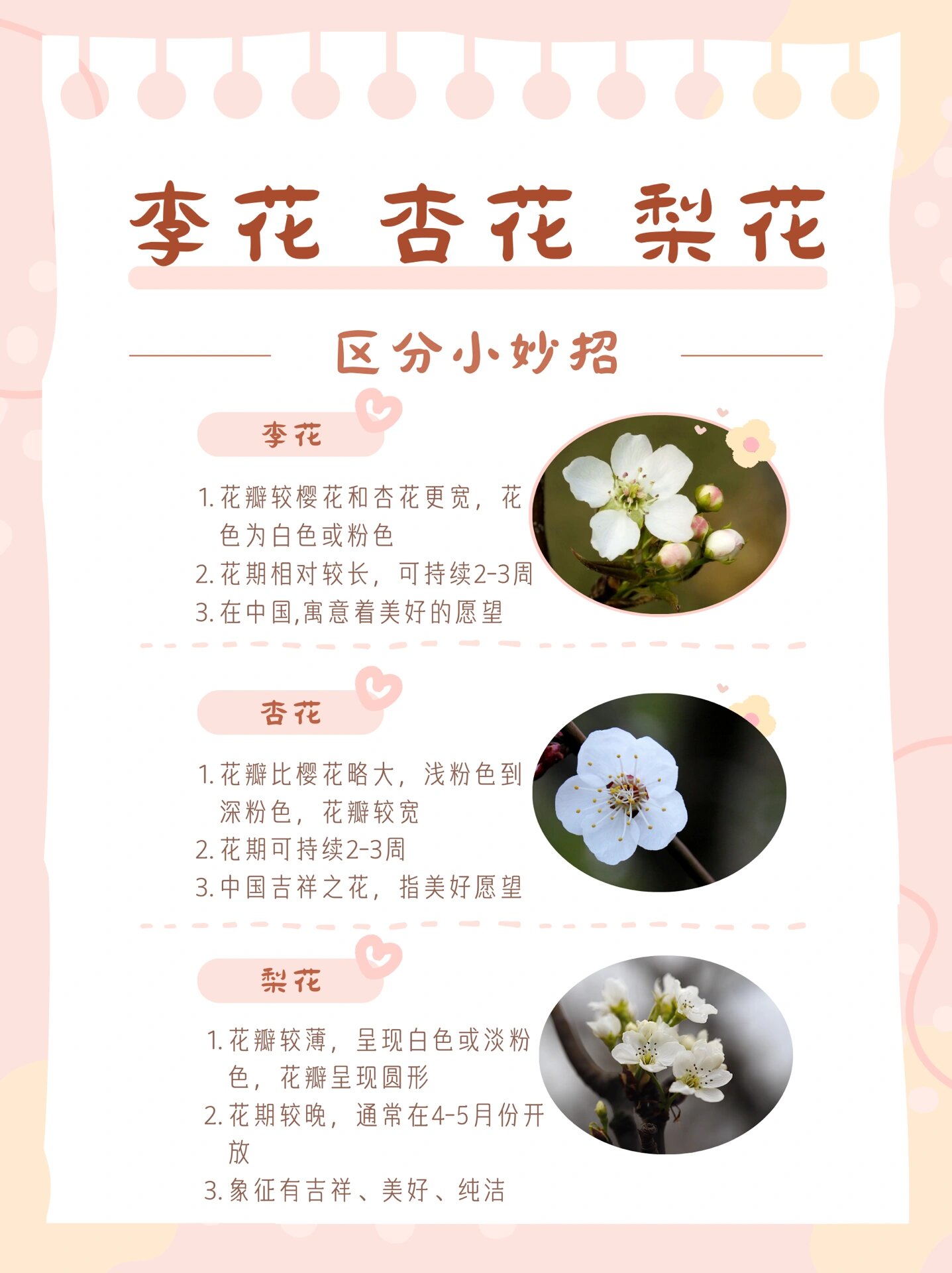 桃花李花梨花图片