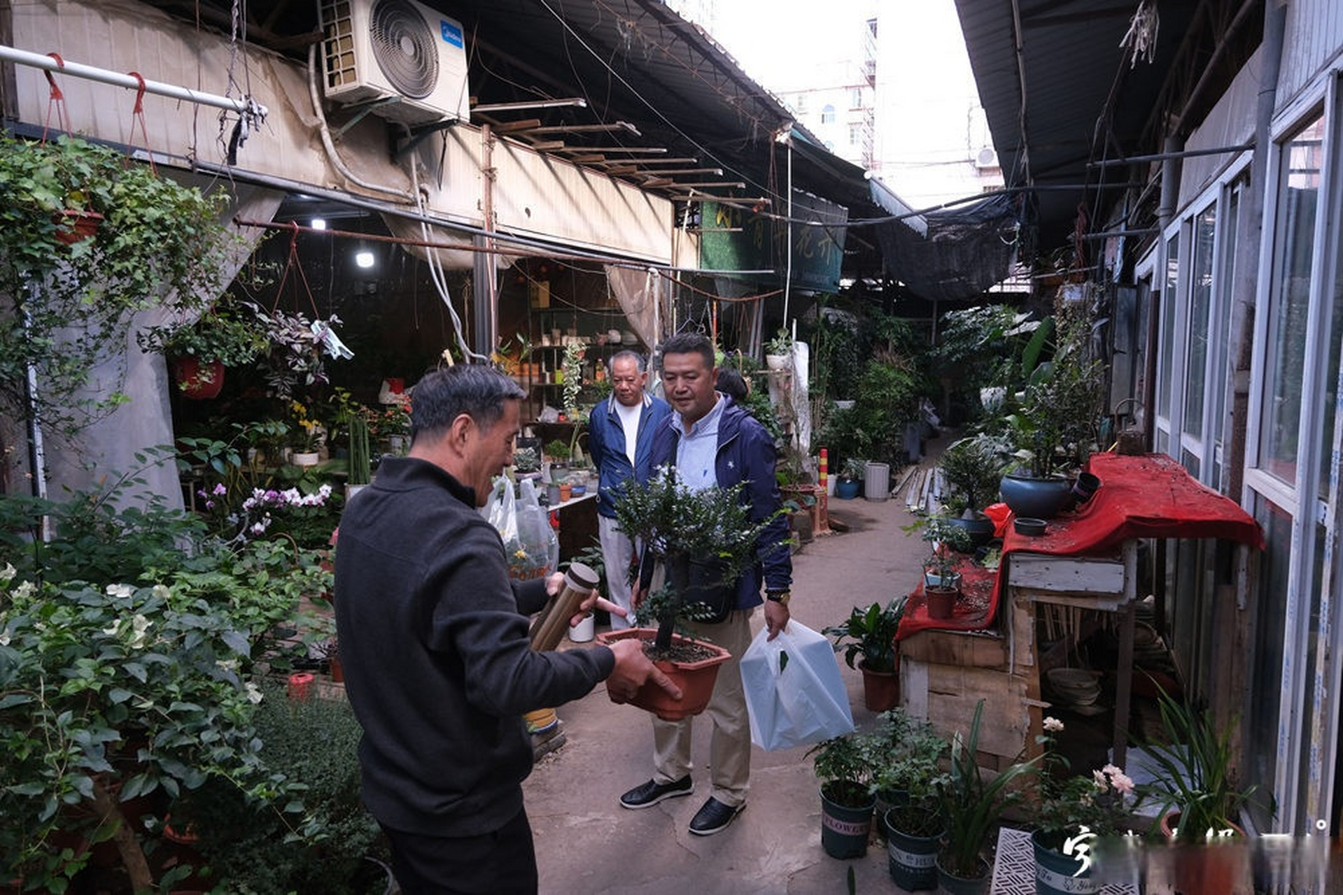 宁波张斌桥花鸟市场图片