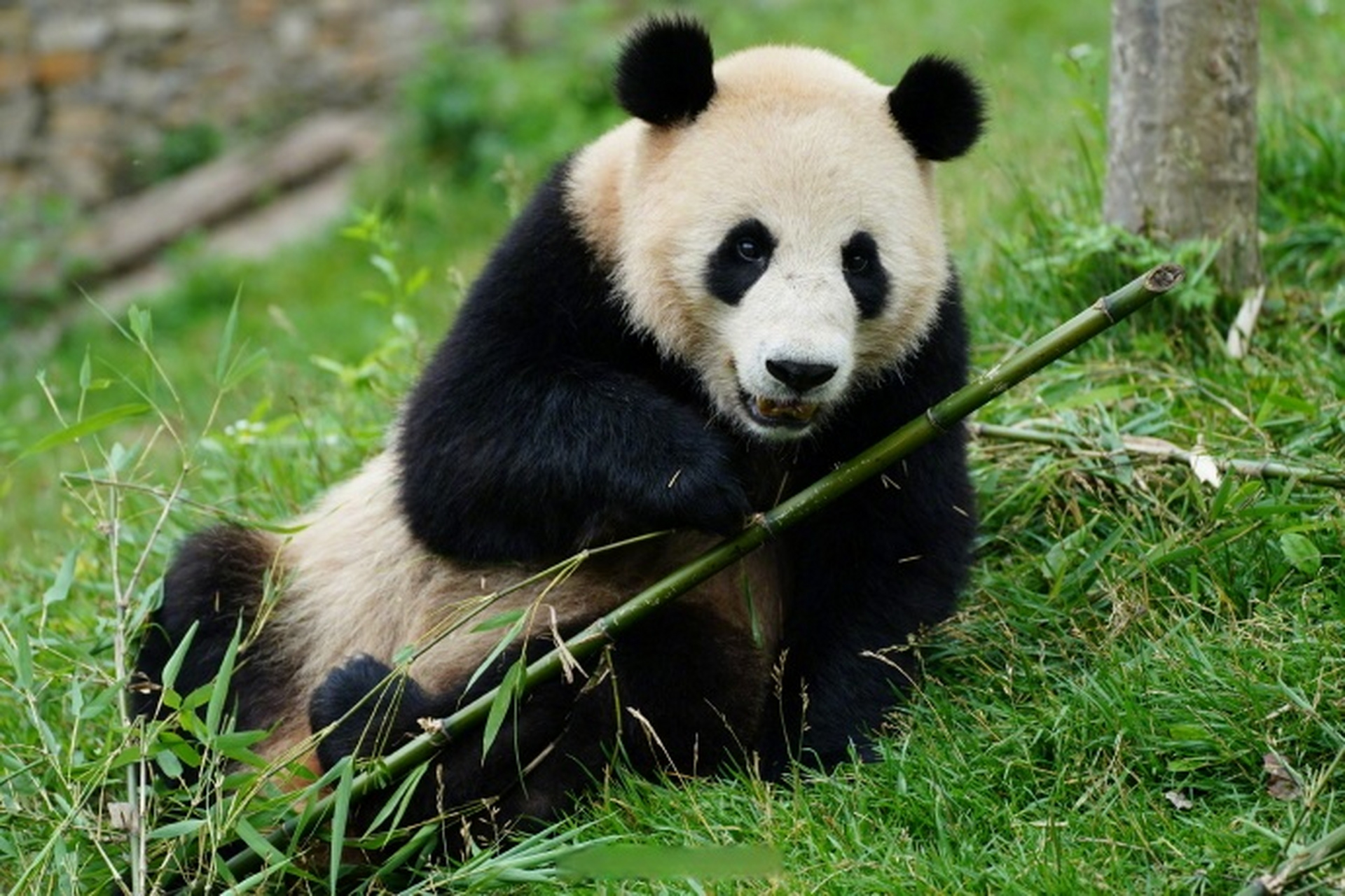 来自中国大熊猫保护研究中心的大熊猫"武林"和"盟盟"安全抵达武汉动物