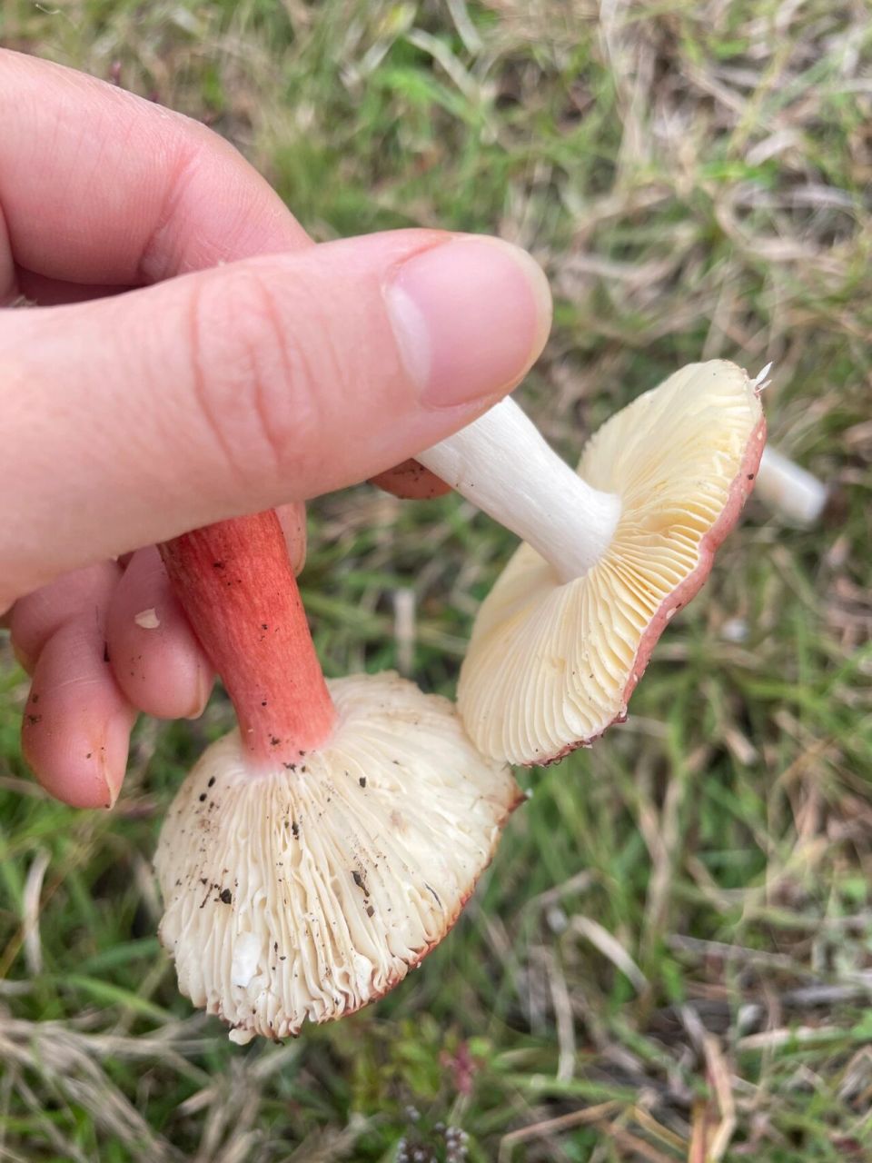 云南野生菌,大红菇,白色的杆是大红菇吗?