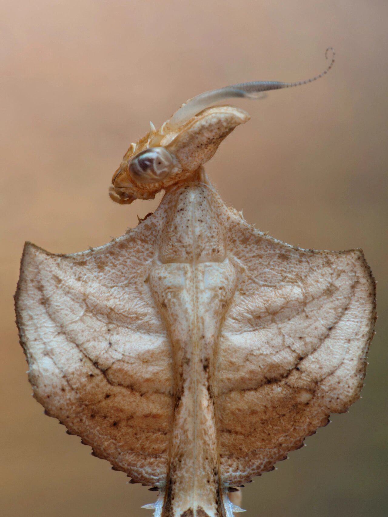 魔花螳螂(学名:idolomantis diabolica) 魔花螳螂(学名:idolomantis