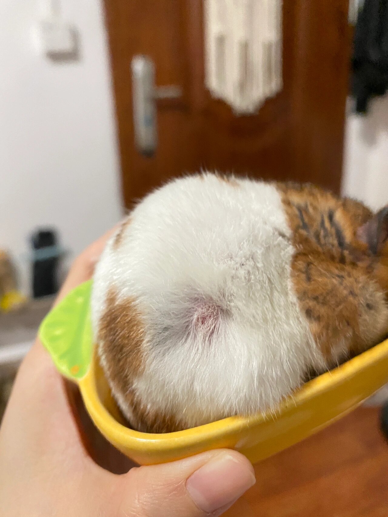 我的金丝熊长了个肉球 这个是肿瘤吗? ……破案了.