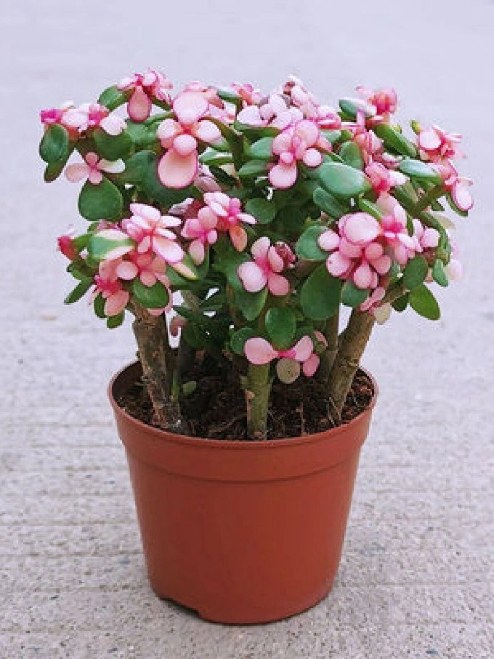 知识分享‖多肉金玉满堂 多肉金玉满堂也就是金枝玉叶91,十壤用园土