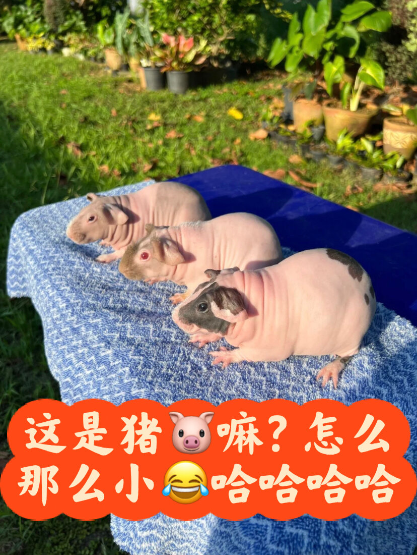 小众宠物|这是只巴掌大的猪吗?太可爱了