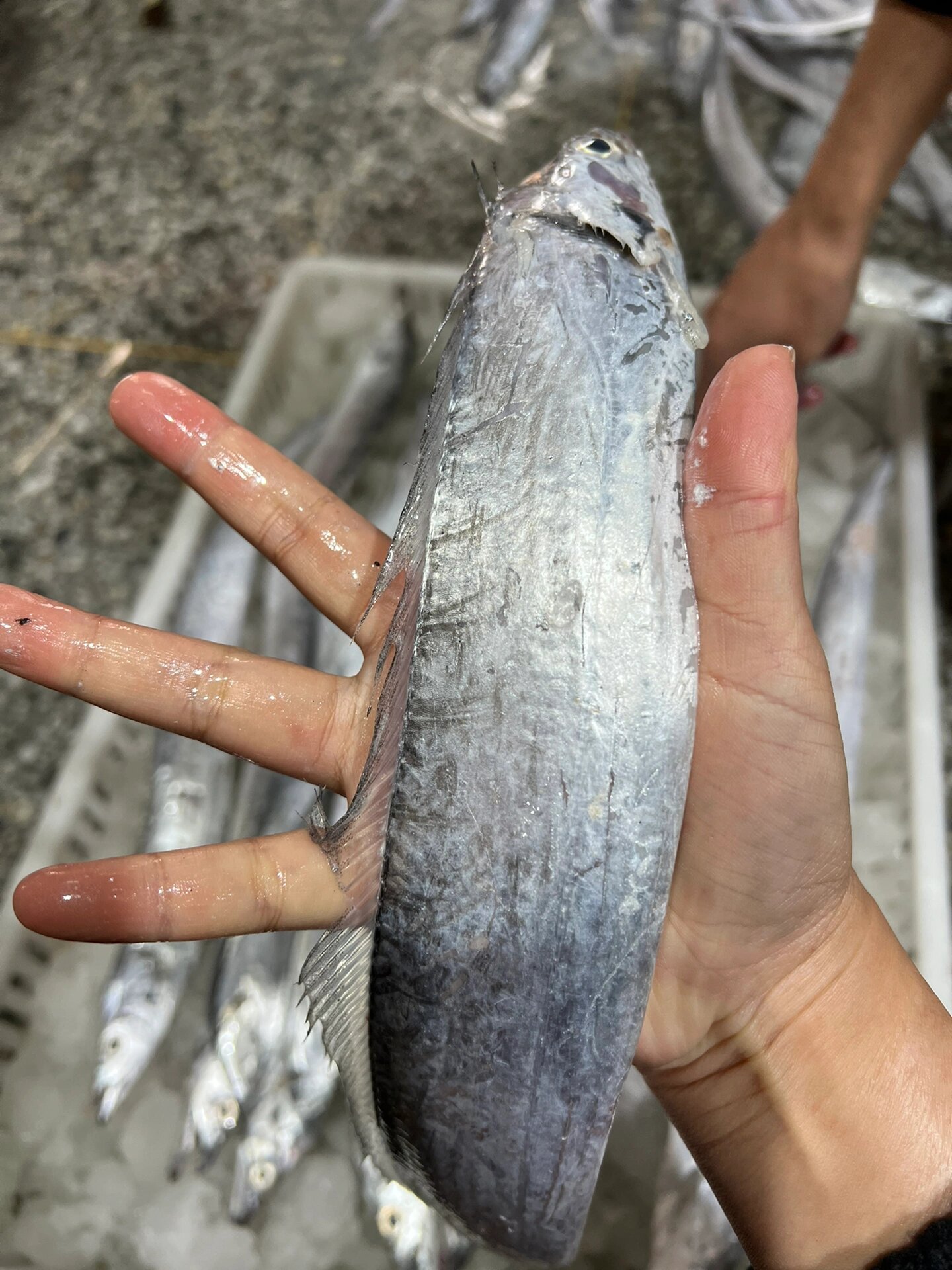 这个带鱼真的太好吃了 江苏连云港发货的深海带鱼 来自于渤海湾和黄