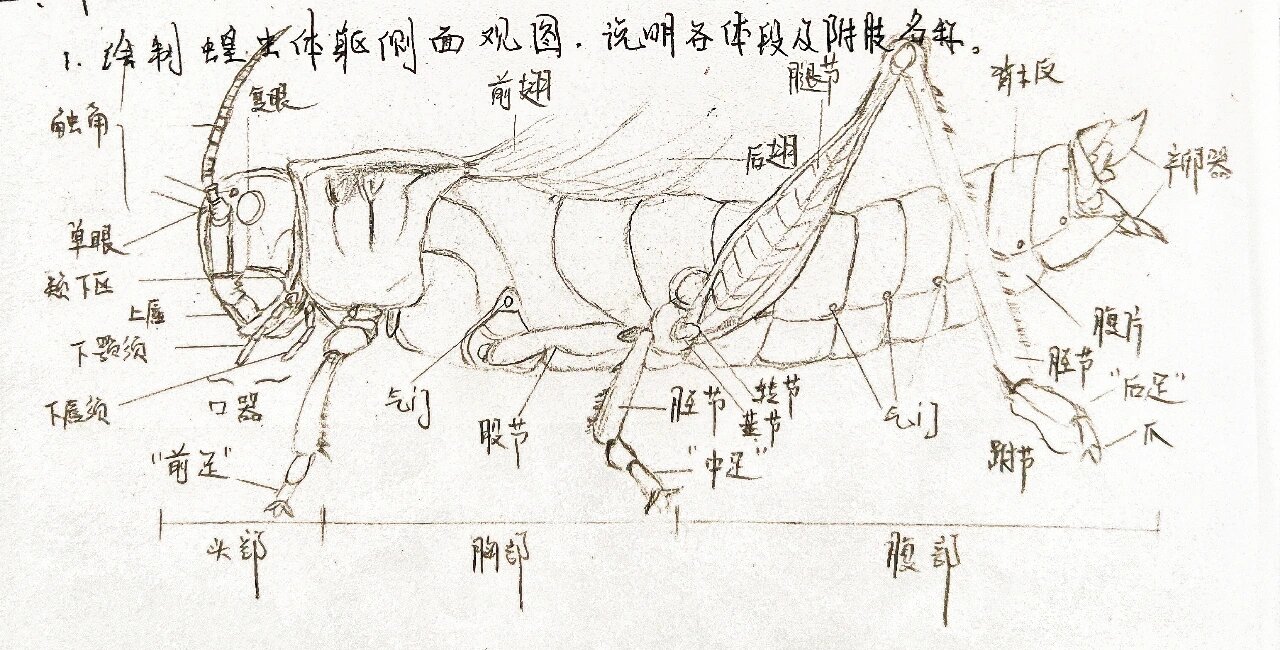 昆虫手绘0269♀15 图1 蝗虫 直翅目