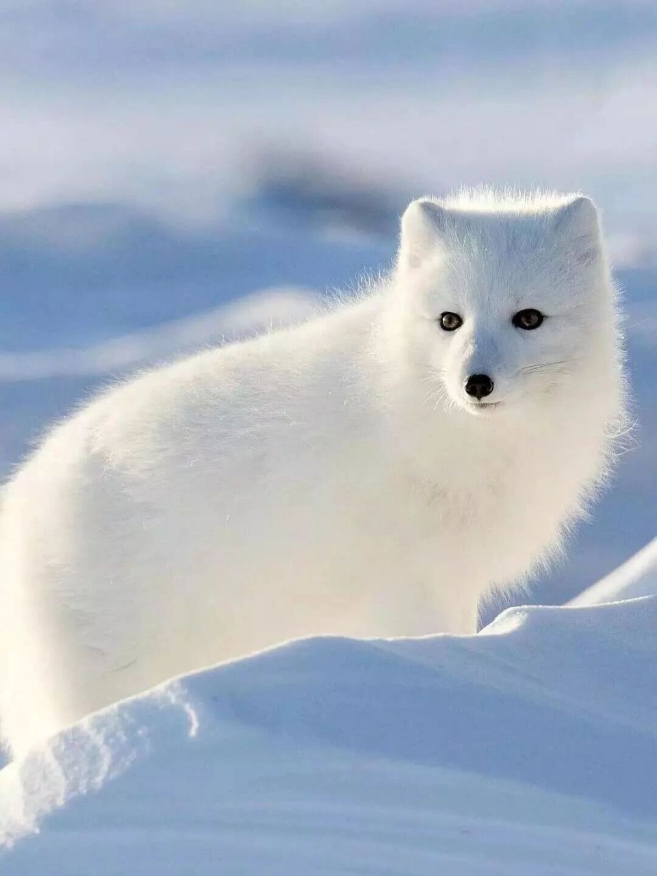 雪狐丨犬科北极狐属动物02 989898 列入《世界自然保护联盟