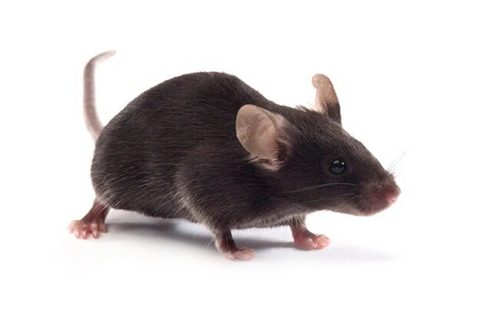 c57小鼠周龄体重图片