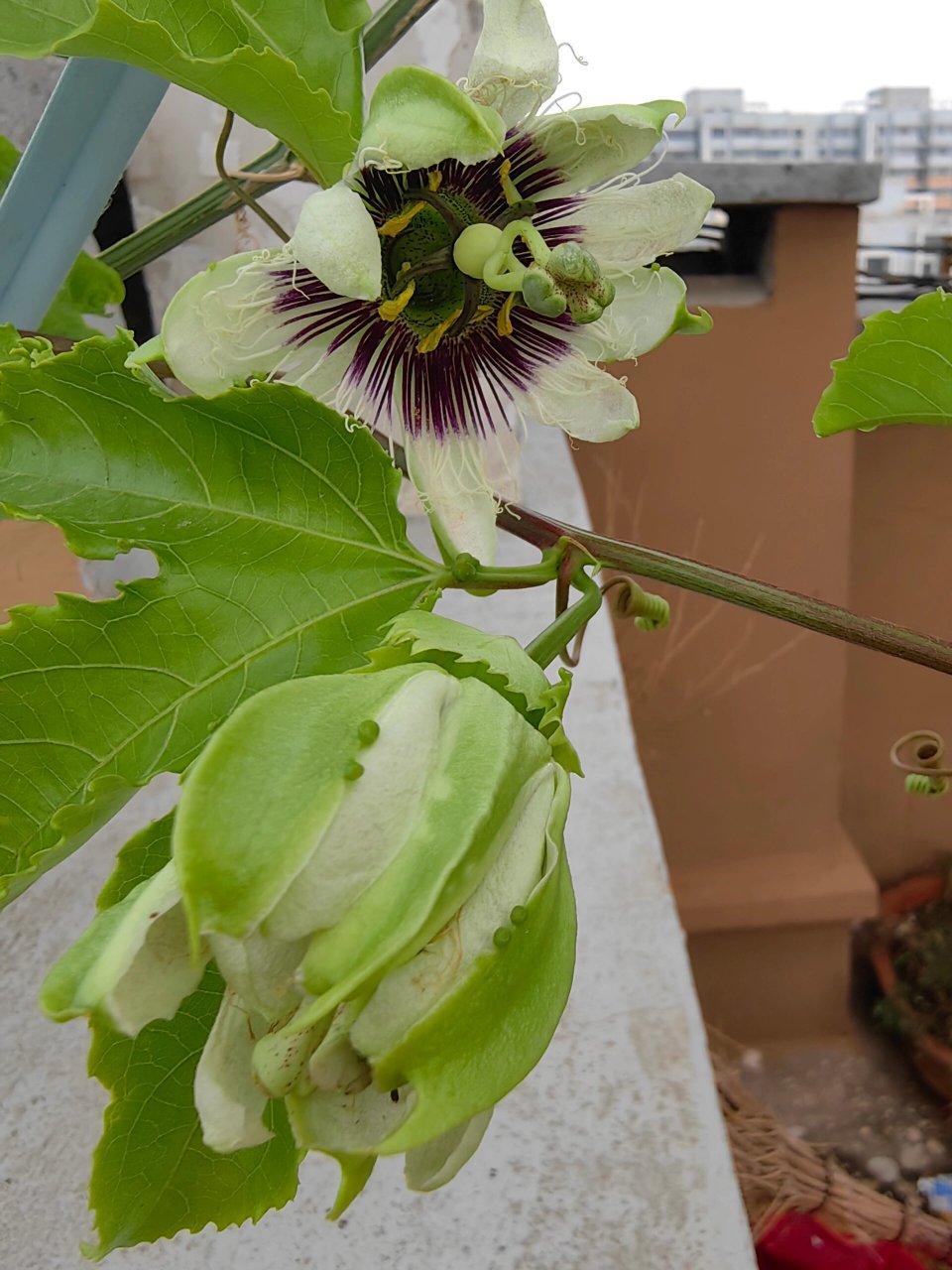 百香果雄花雌花图片图片