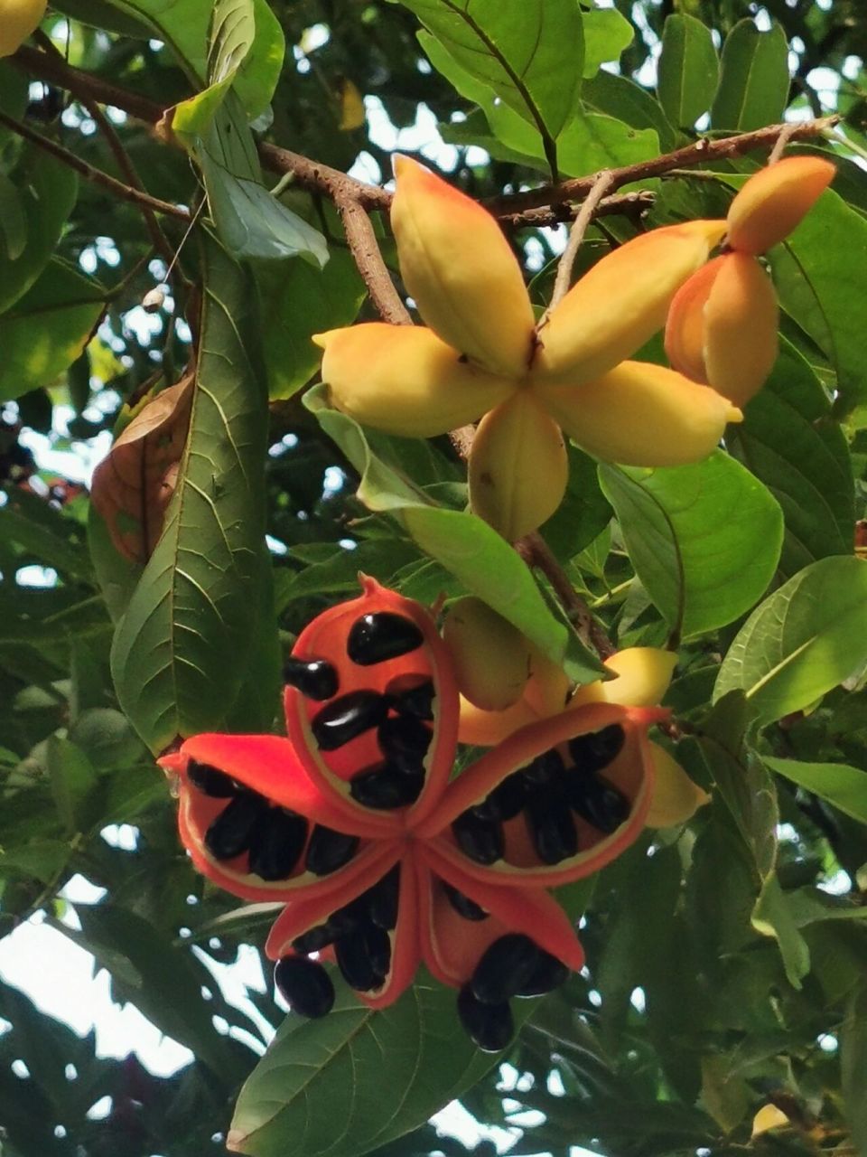 广州丨假苹婆果红了,苹婆挂果 六月,景观树假苹婆的果子又红了,煞是