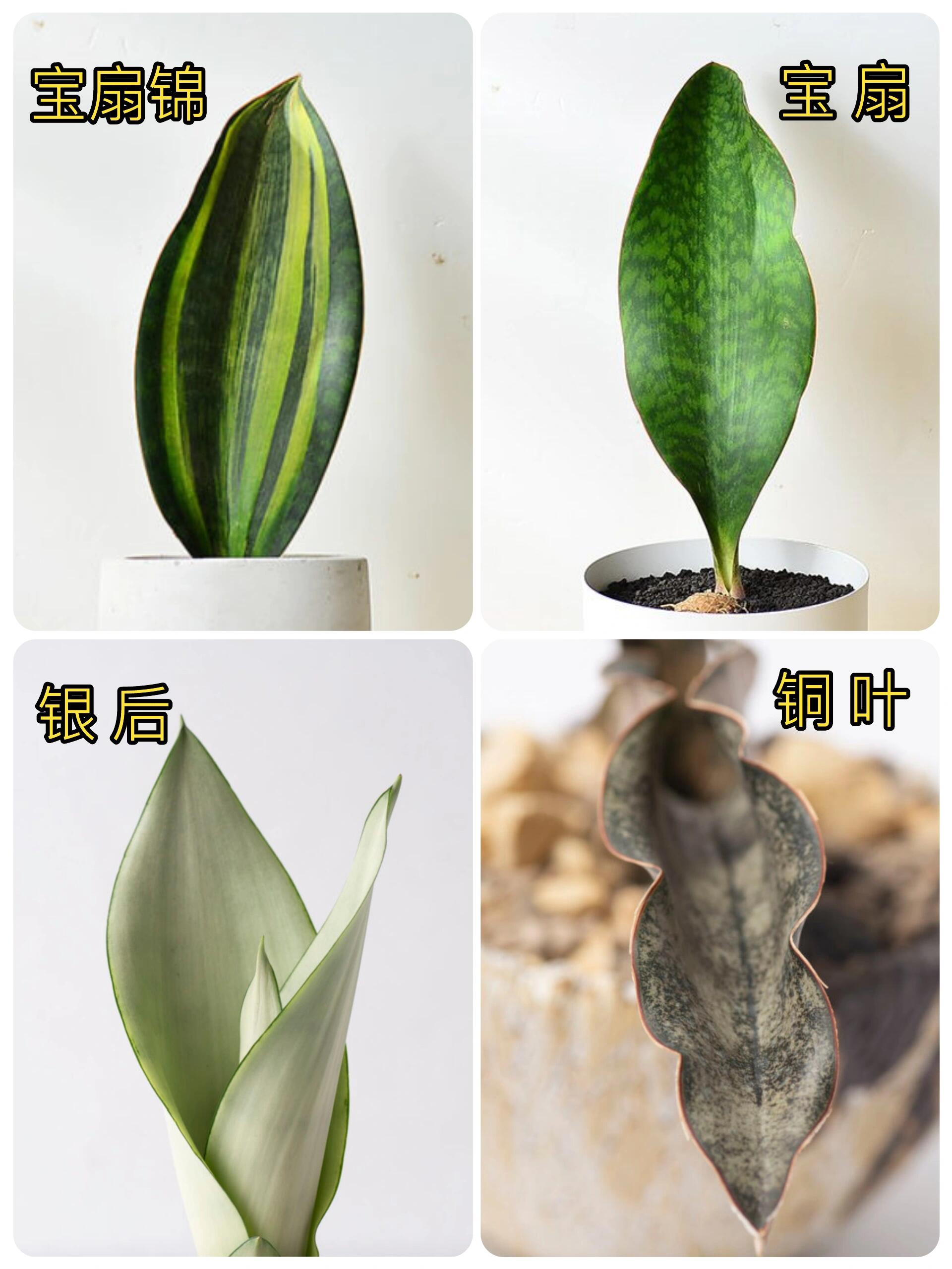 虎皮兰植物记录卡图片