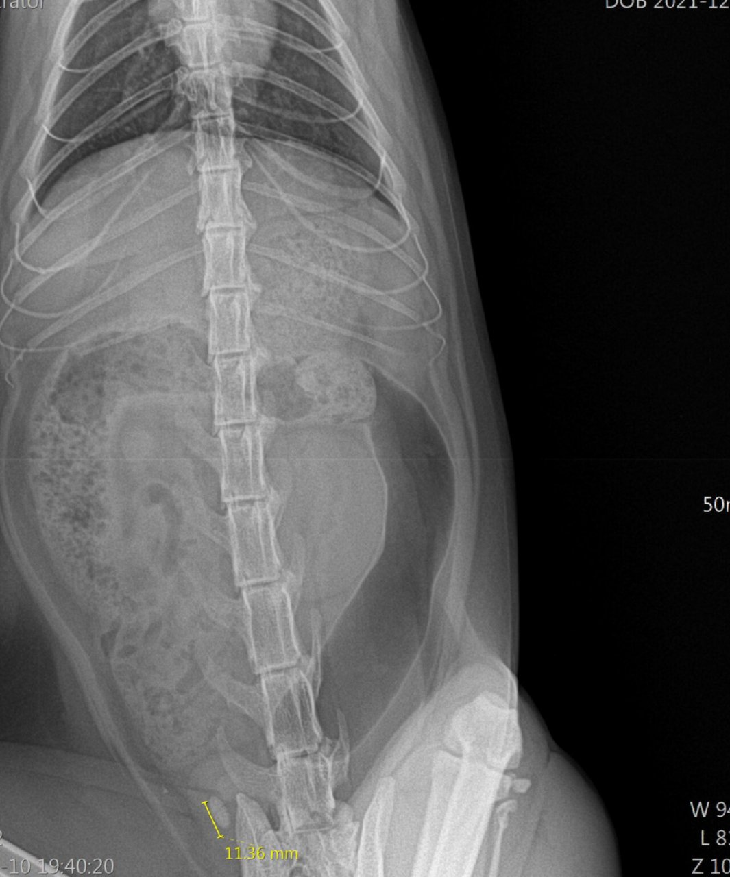 猫咪膀胱结石手术,顺利理赔1500!