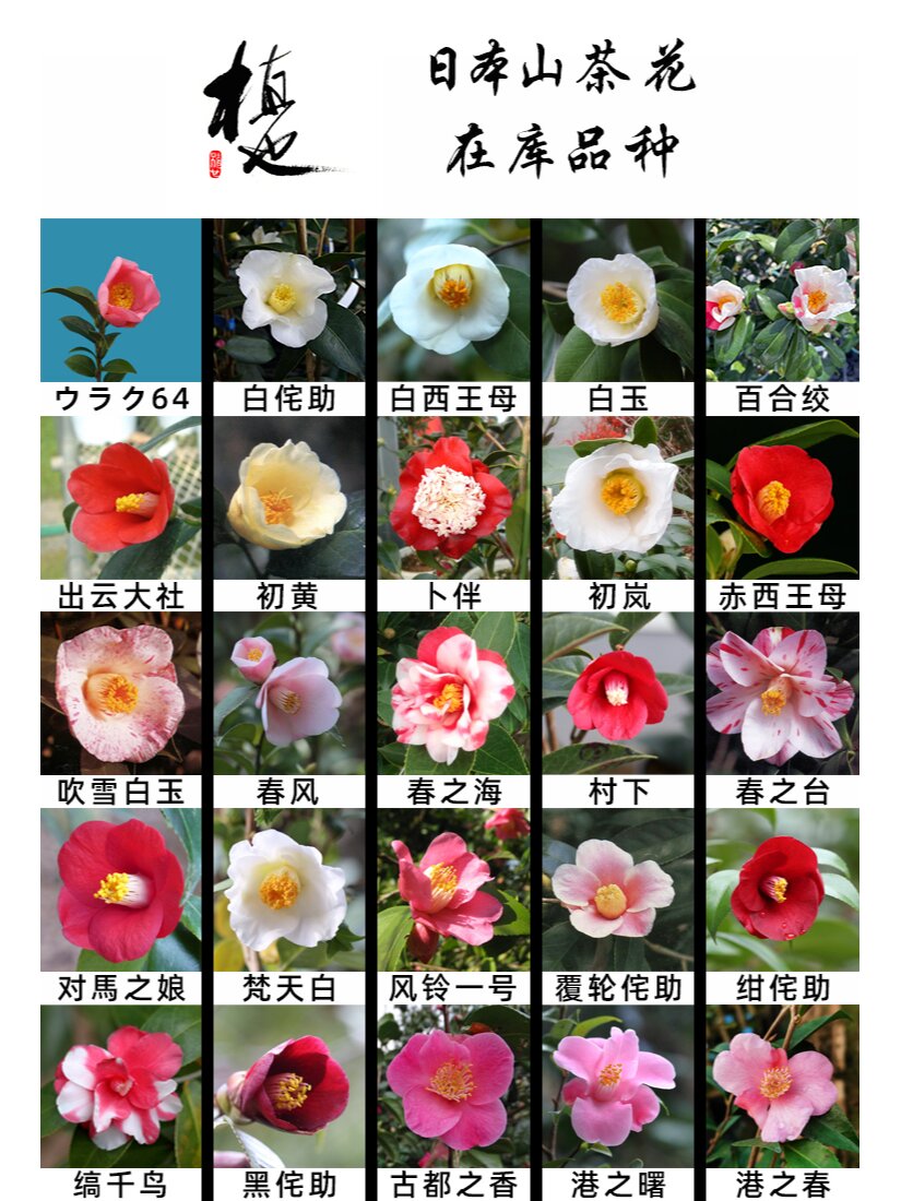 日本山茶花 原盆原土进口 92个品种在库花色 	 原盆原土日本进口