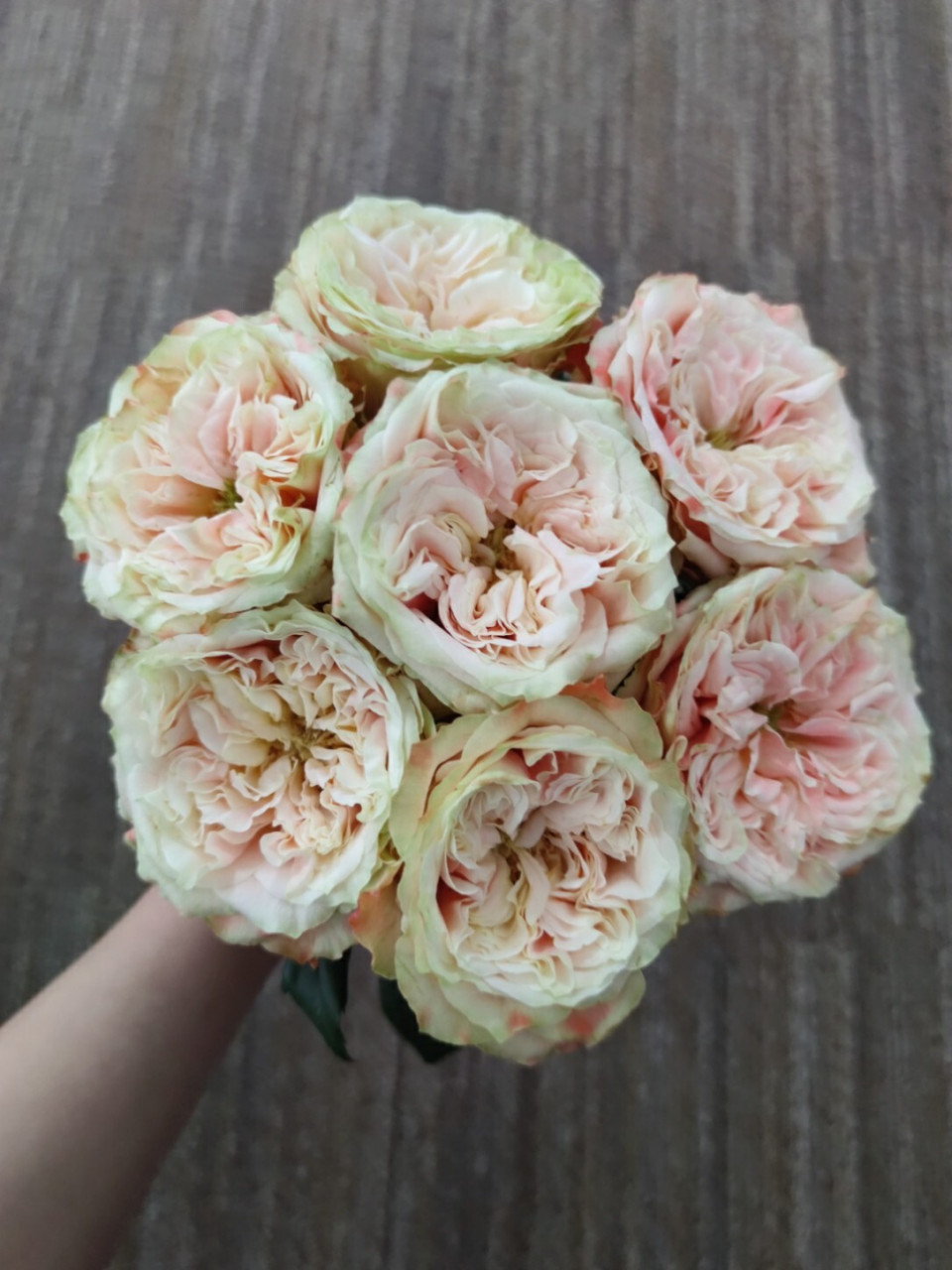 养花周记~玫瑰:方可桃 本月入的最超值的一份玫瑰,各方面素质都偏上.