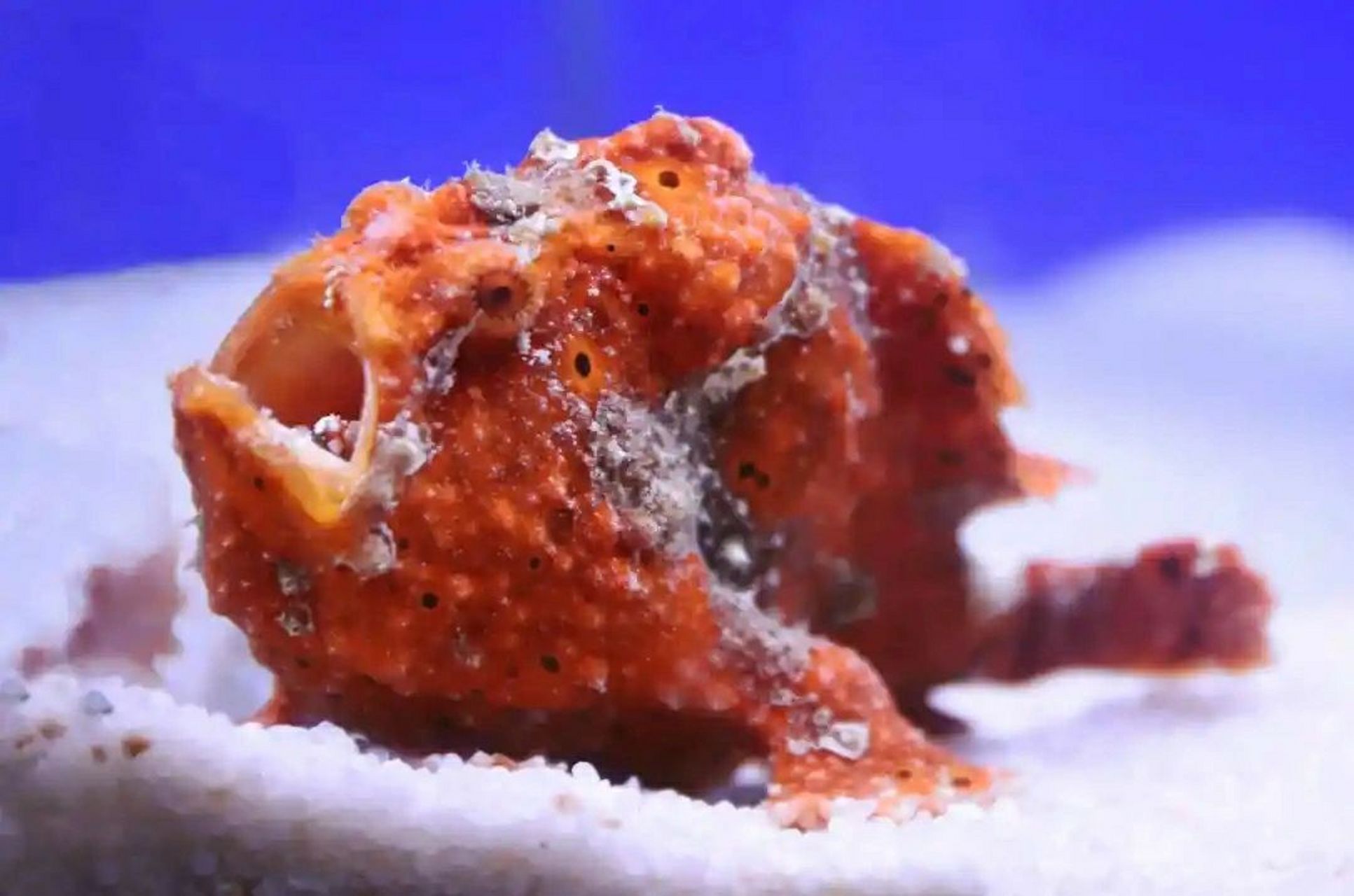 【虎鱼科普】老虎鱼(石头鱼) 97【外貌特征】 石头鱼,学名为玫瑰毒